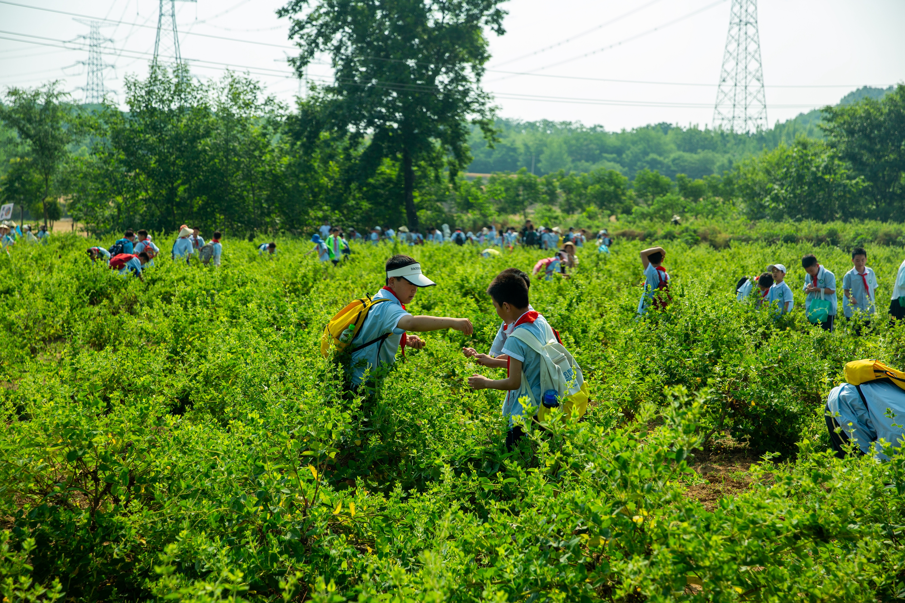 舞钢市尹集镇姬庄百草园景区迎来平顶山市小学生研学团队