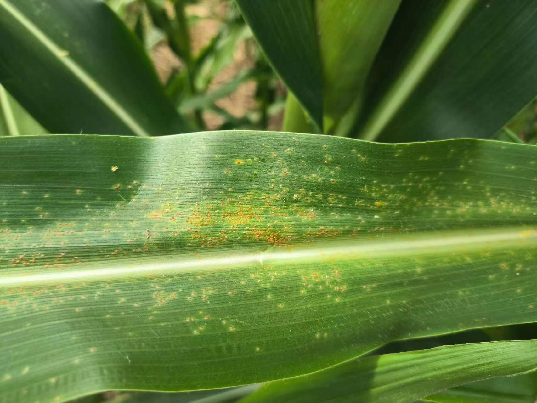 舞阳县专家下田来把脉早防早治严控玉米南方锈病