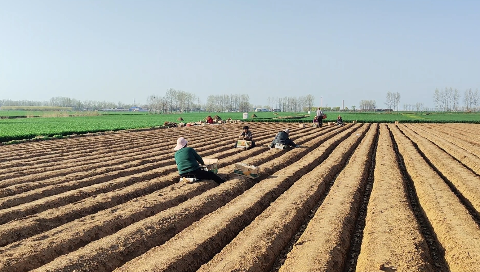 春耕种姜忙 "姜"来更姜好-大象网