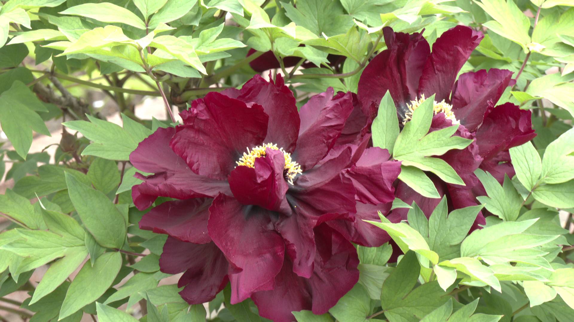 洛阳首个"太空黑牡丹"通过新品种审定-大象网