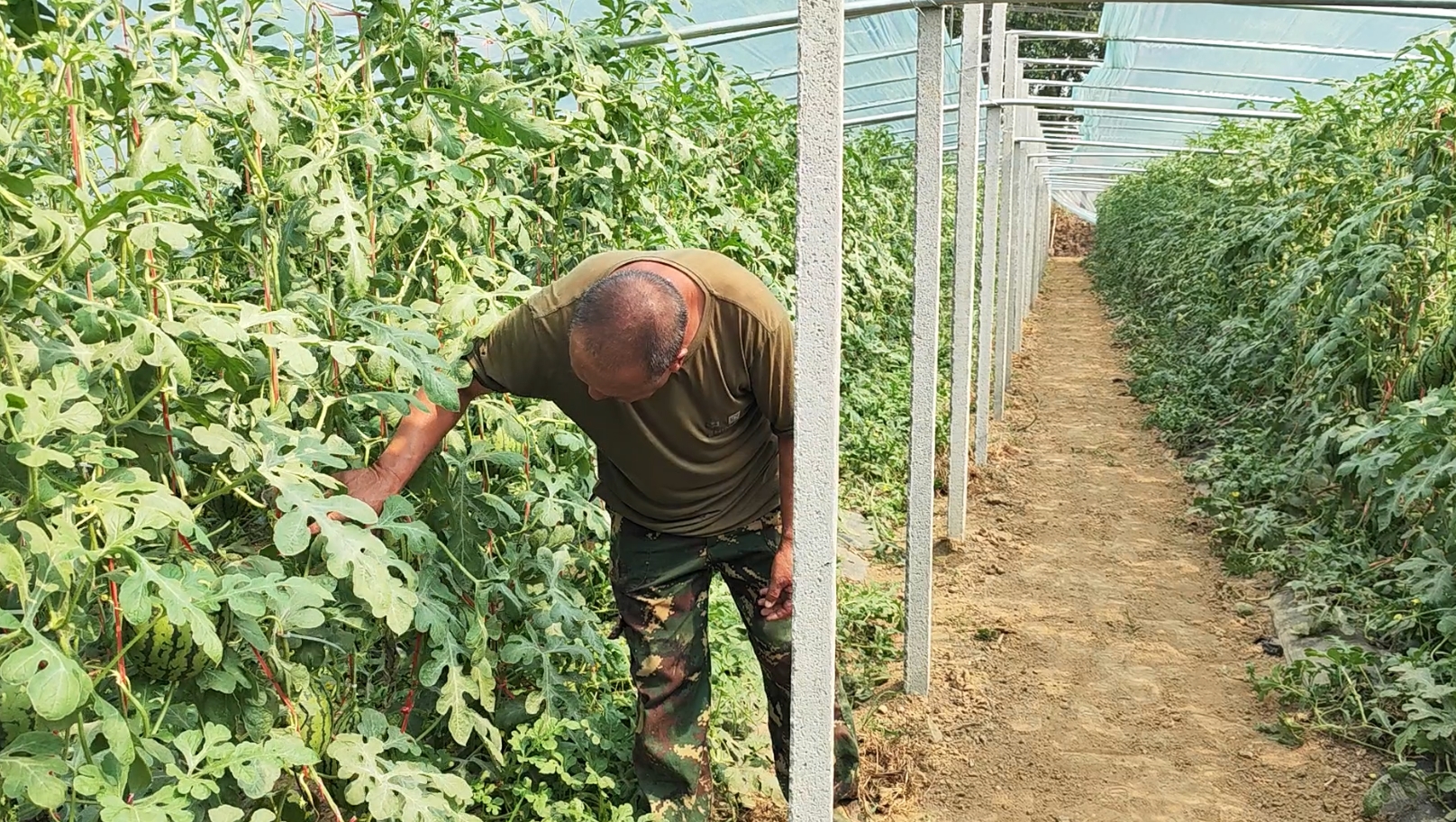 通过建设大棚温室,成功实现了小吊瓜的反季节种植,有效打破了传统农业