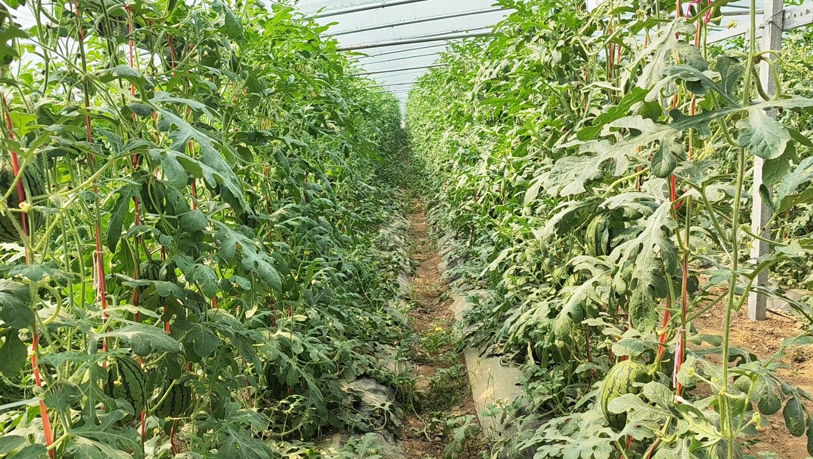 通过建设大棚温室,成功实现了小吊瓜的反季节种植,有效打破了传统农业