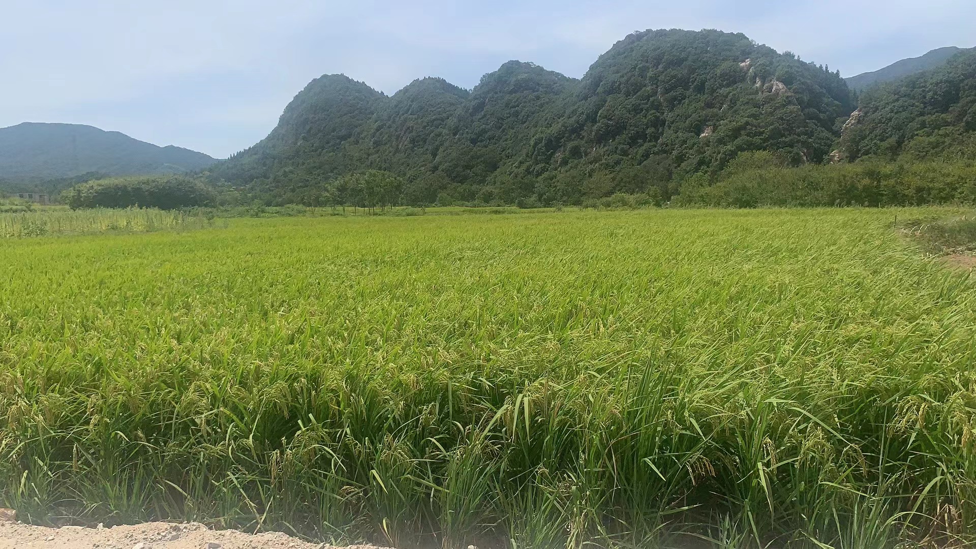 新县卡房乡全力以赴做好抗旱保秋收工作