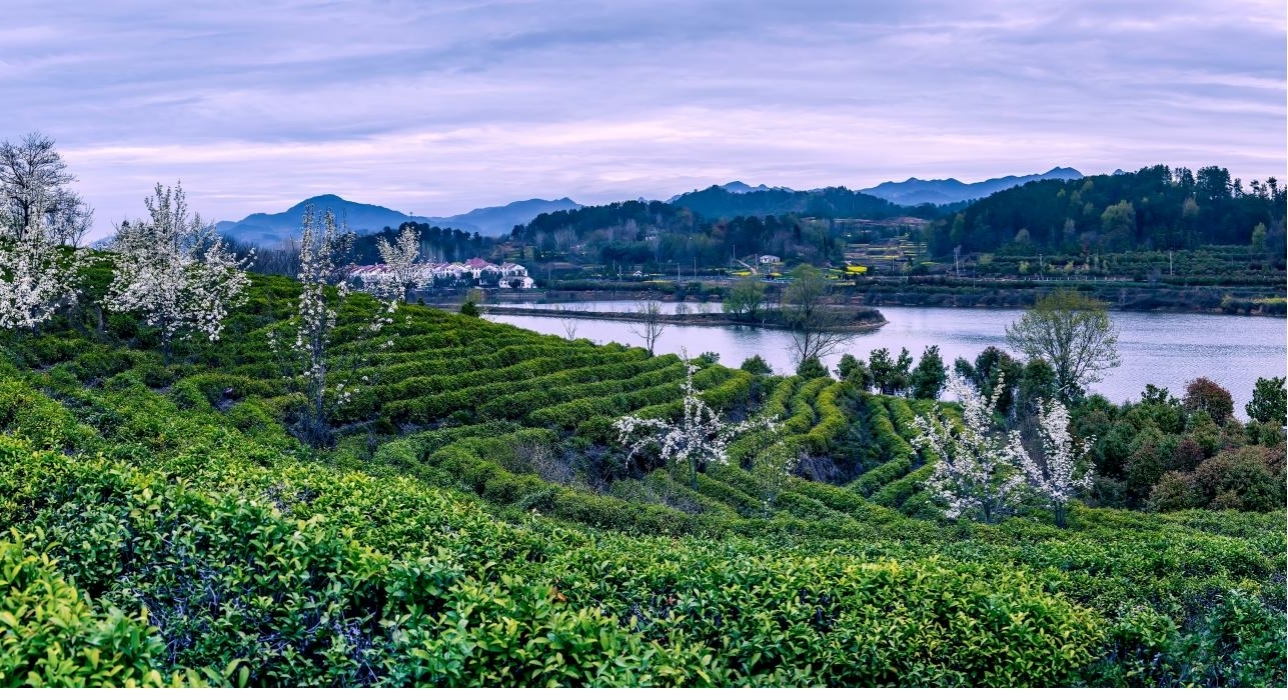 新县陈店乡:"绿叶子"变身产业振兴"金叶子"-大象网