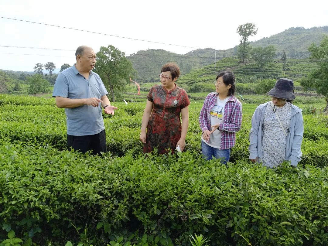 必出于山明水秀,钟集灵气之地,陈店茶受常年的云雾浸漫,茶叶生态洁净