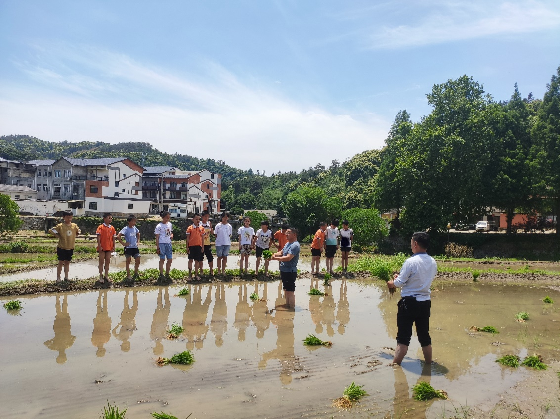 新县田铺乡:水稻插秧忙 乡村好"丰"光