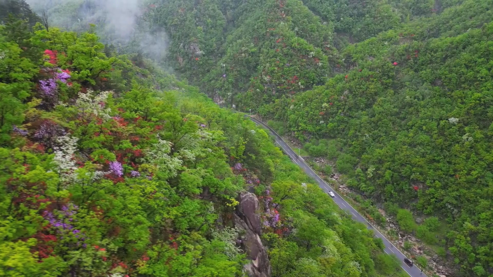 河南西峡杜鹃花开美景醉游客