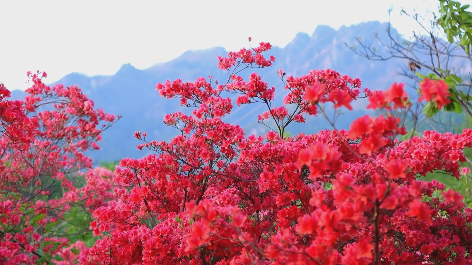 河南西峡杜鹃花开美景醉游客