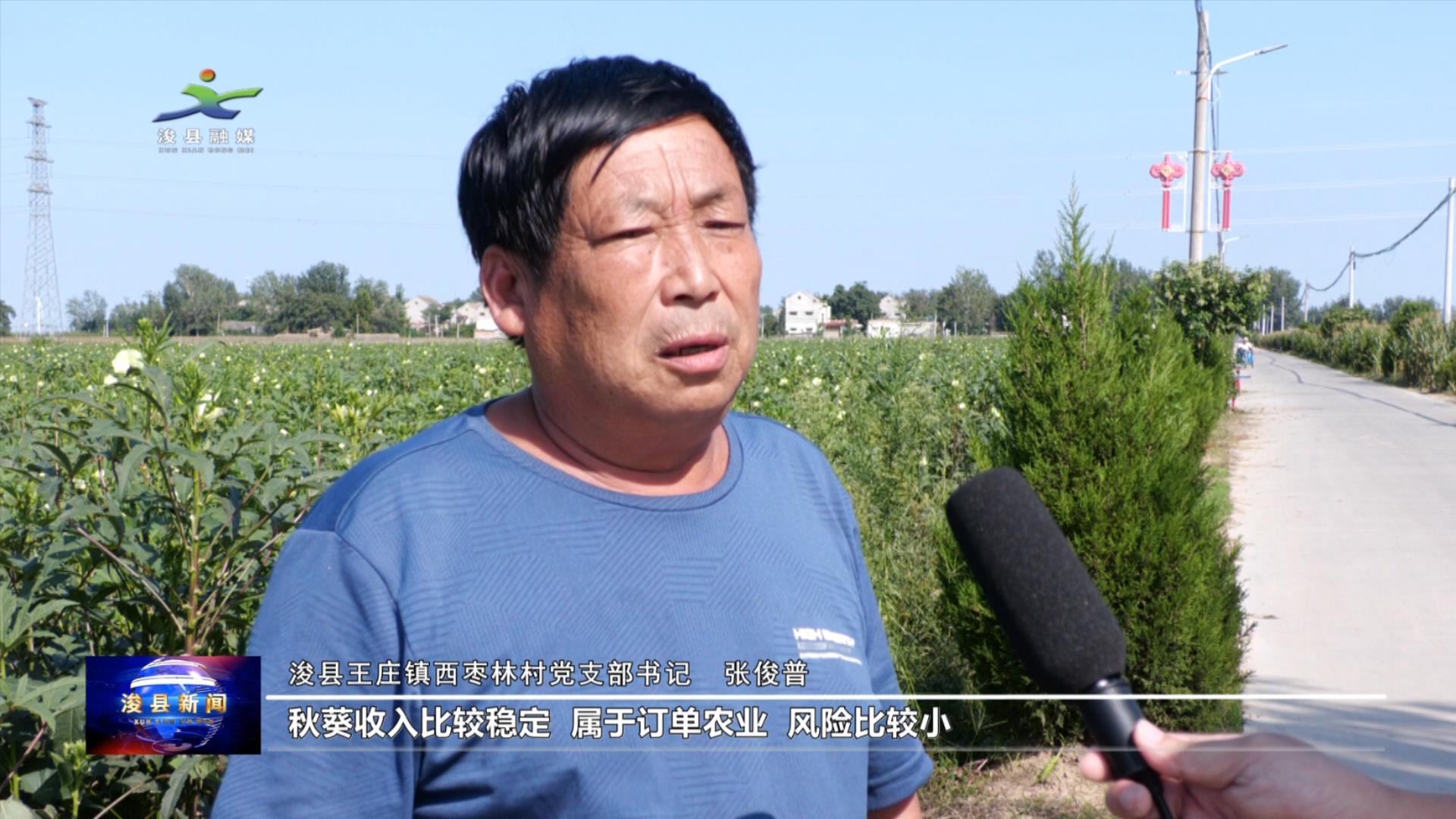 浚县王庄镇秋葵种植开启乡村振兴新路子