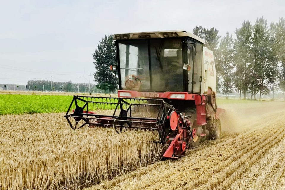 酂城镇卞庄村的麦田里,四台联合收割机同时进行收割作业,村民开着农用