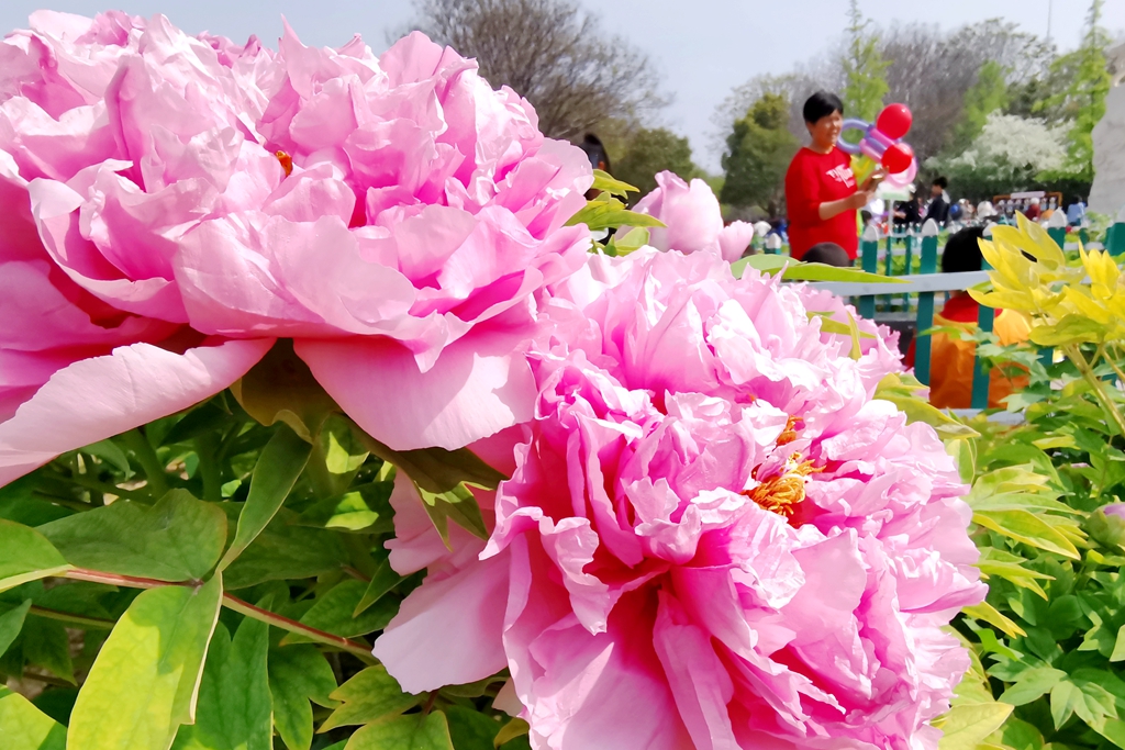 (城市风景)4月11日,天香公园牡丹盛开,吸引大量市民前来观赏.