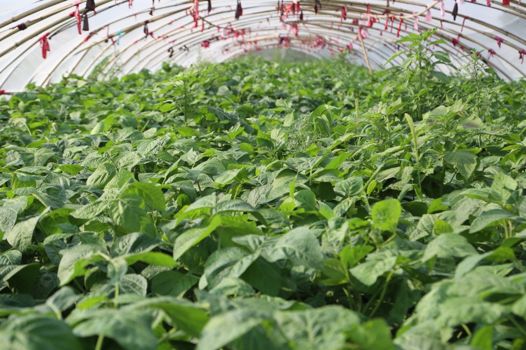 禹州市顺店镇下毋村大豆田里养起了大青虫