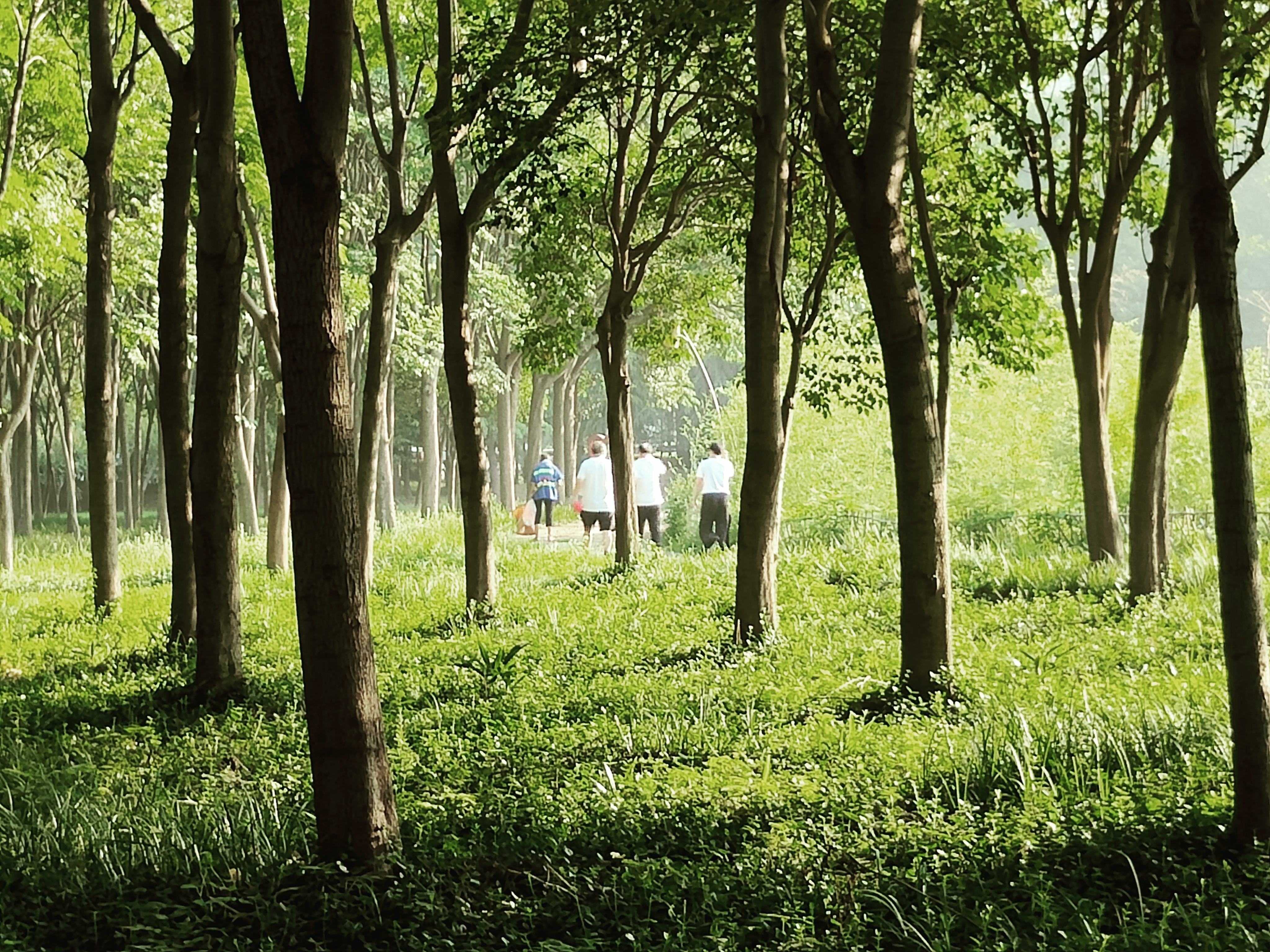 河南禹州夏日公园阳光明媚市民晨练乐此不彼