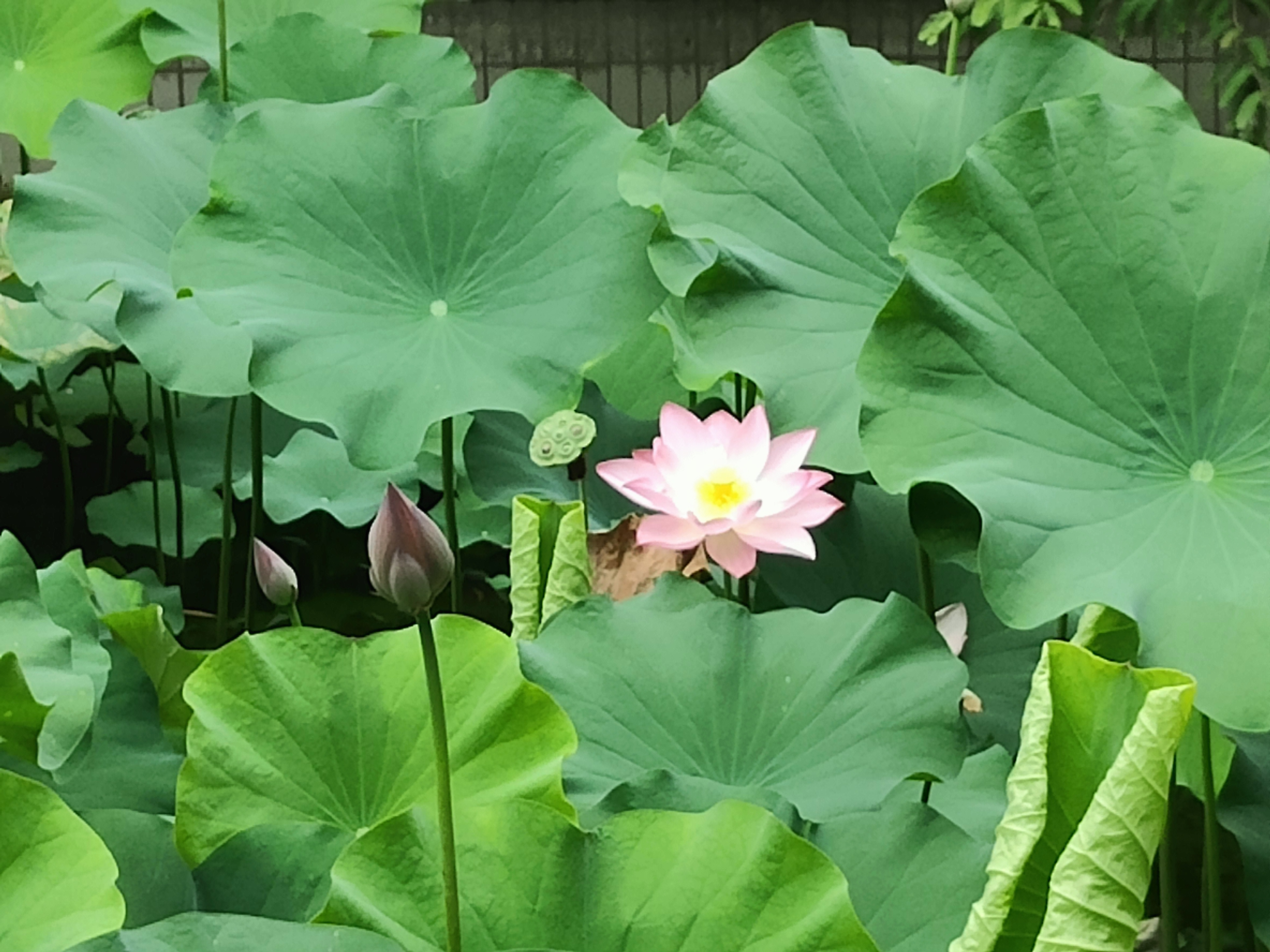 植物园4.jpg