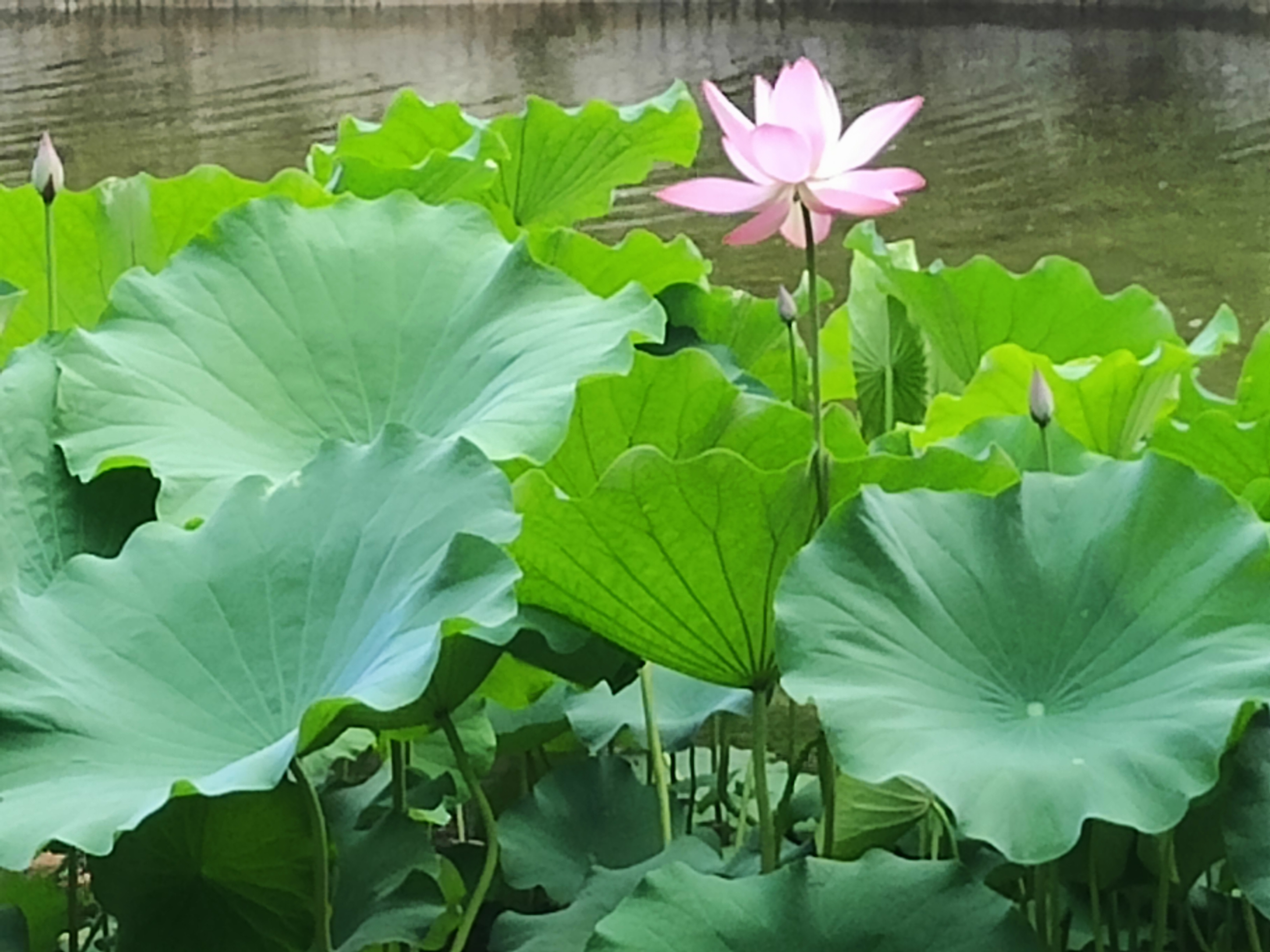 植物园7.jpg