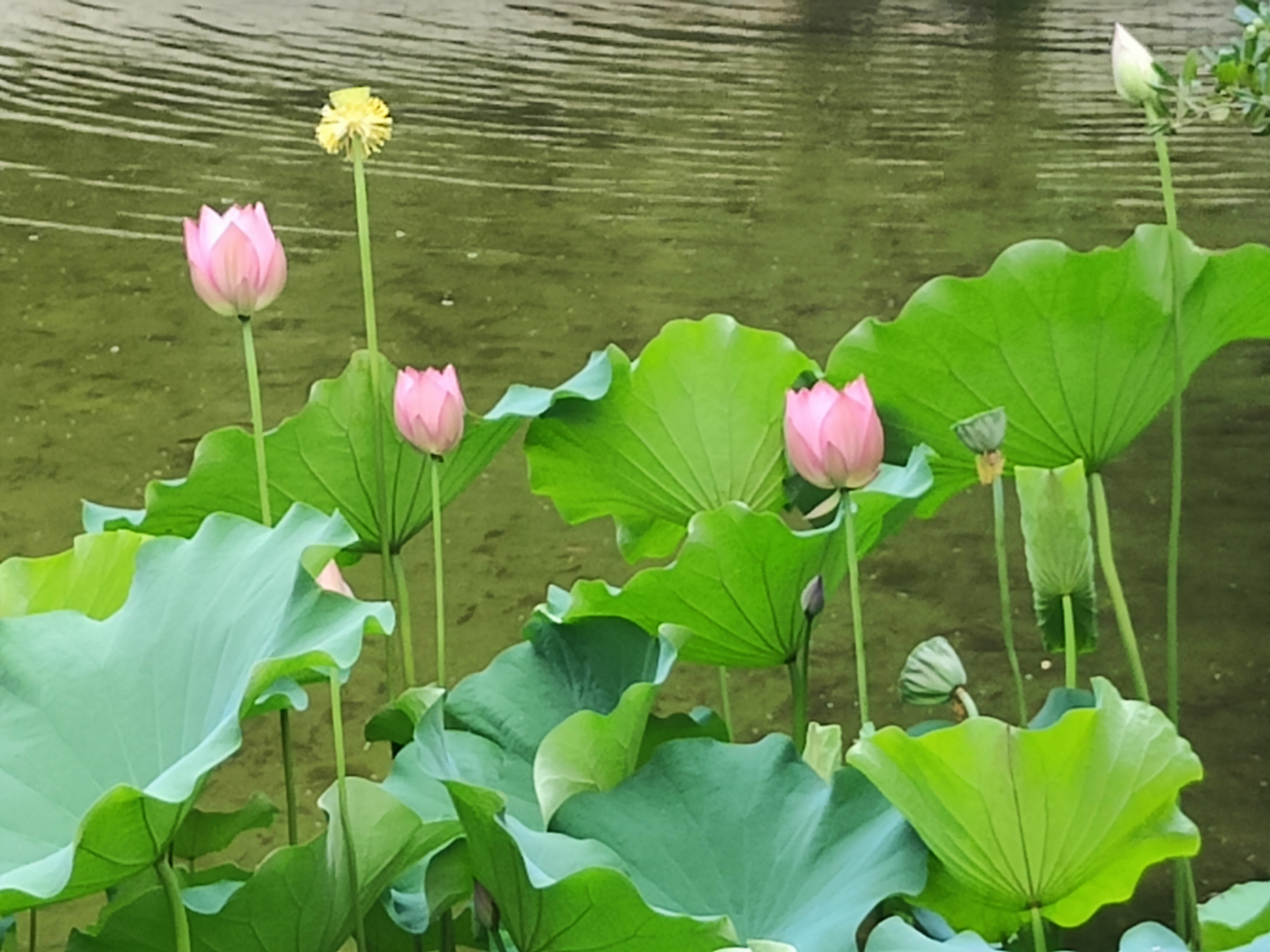 植物园1.jpg