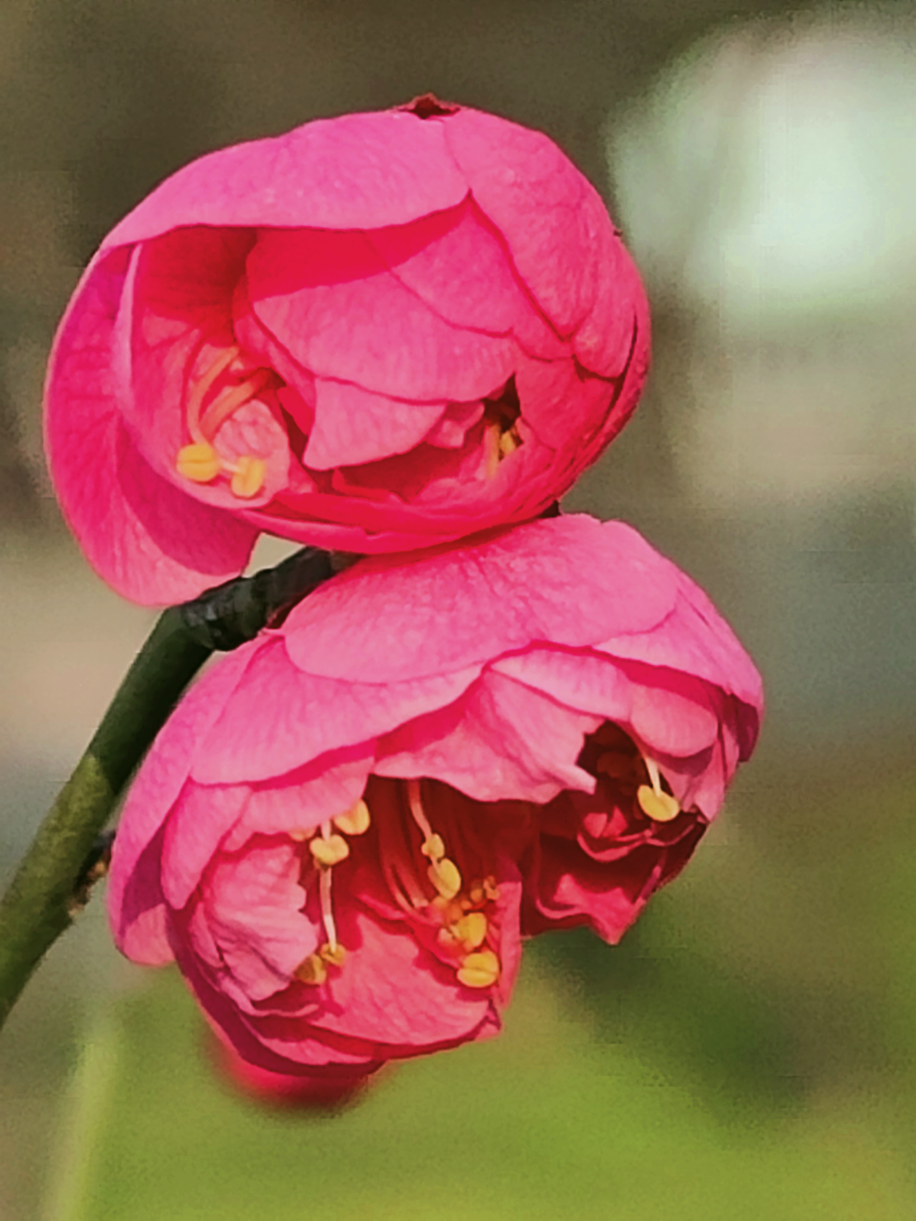 春暖花开1.jpg