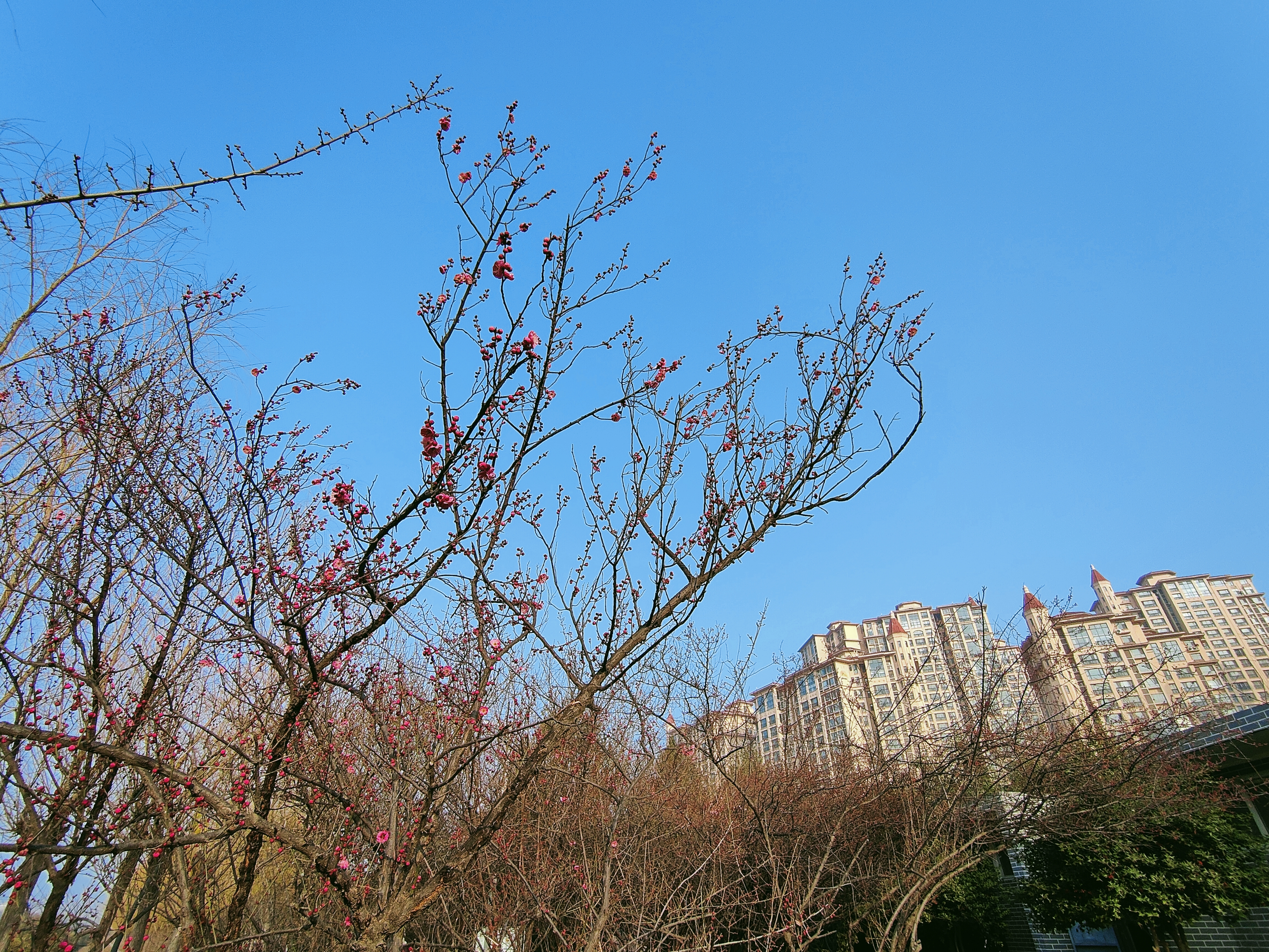 春暖花开9.jpg