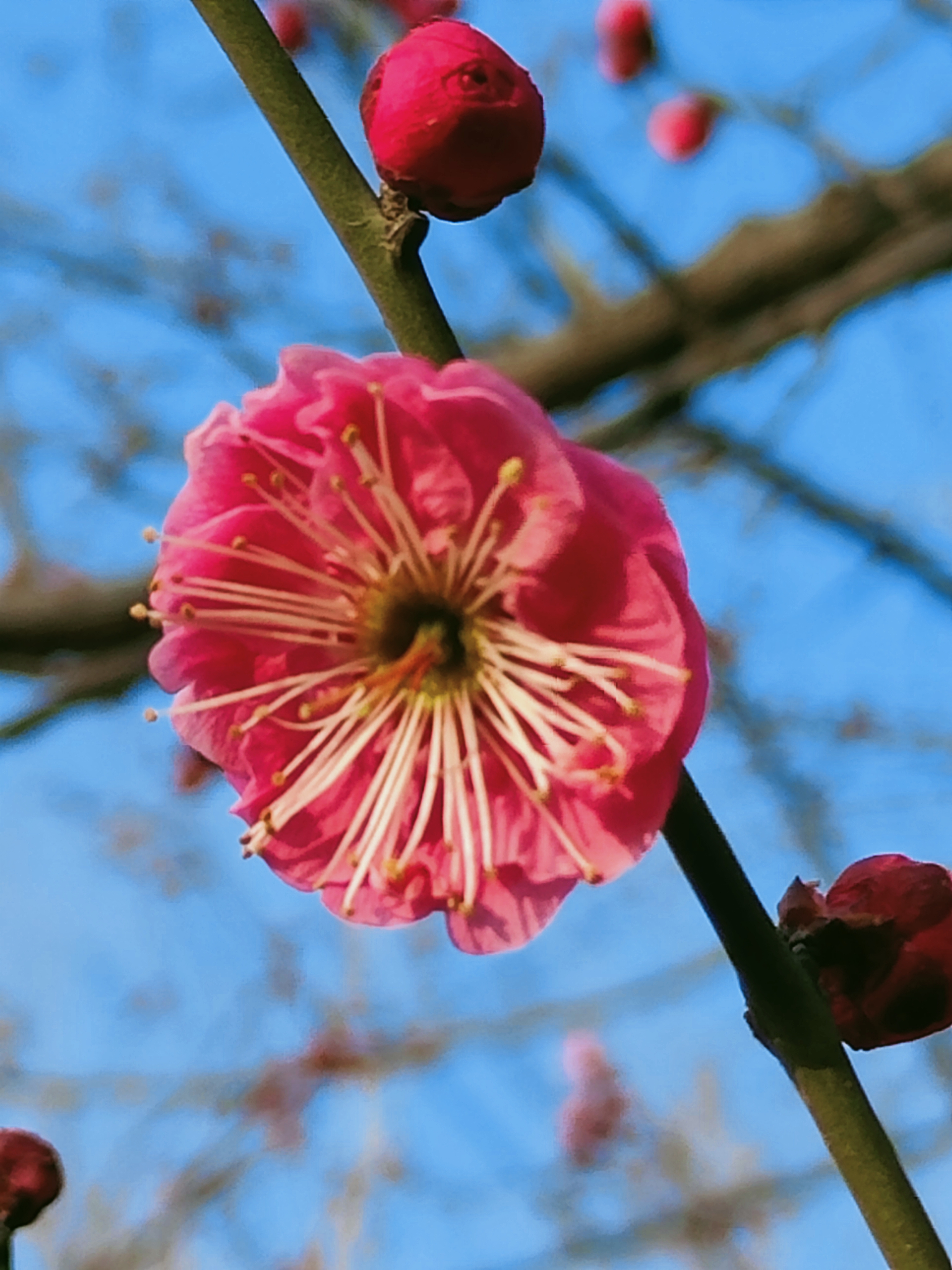 春暖花开6.jpg