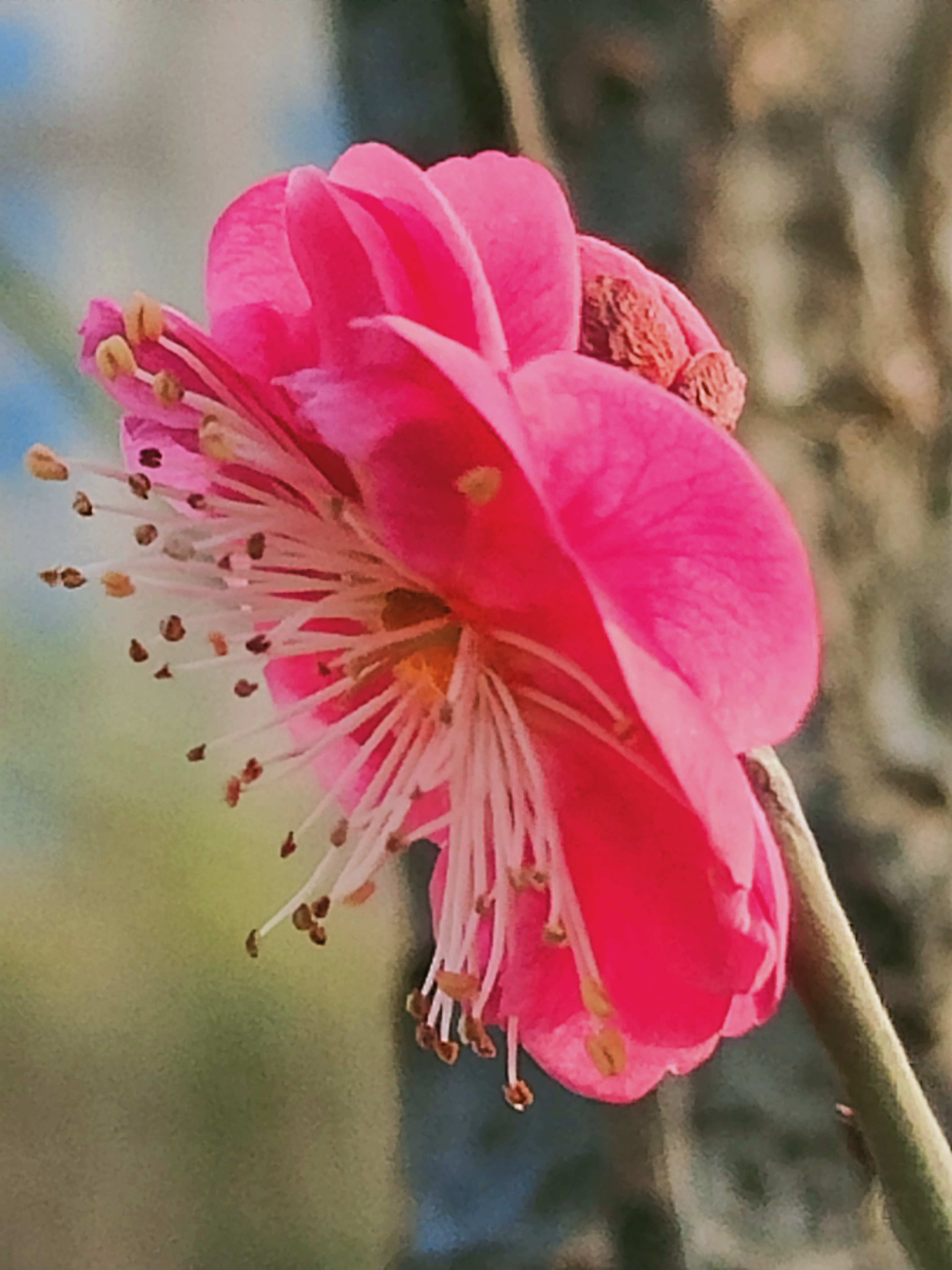 春暖花开2.jpg