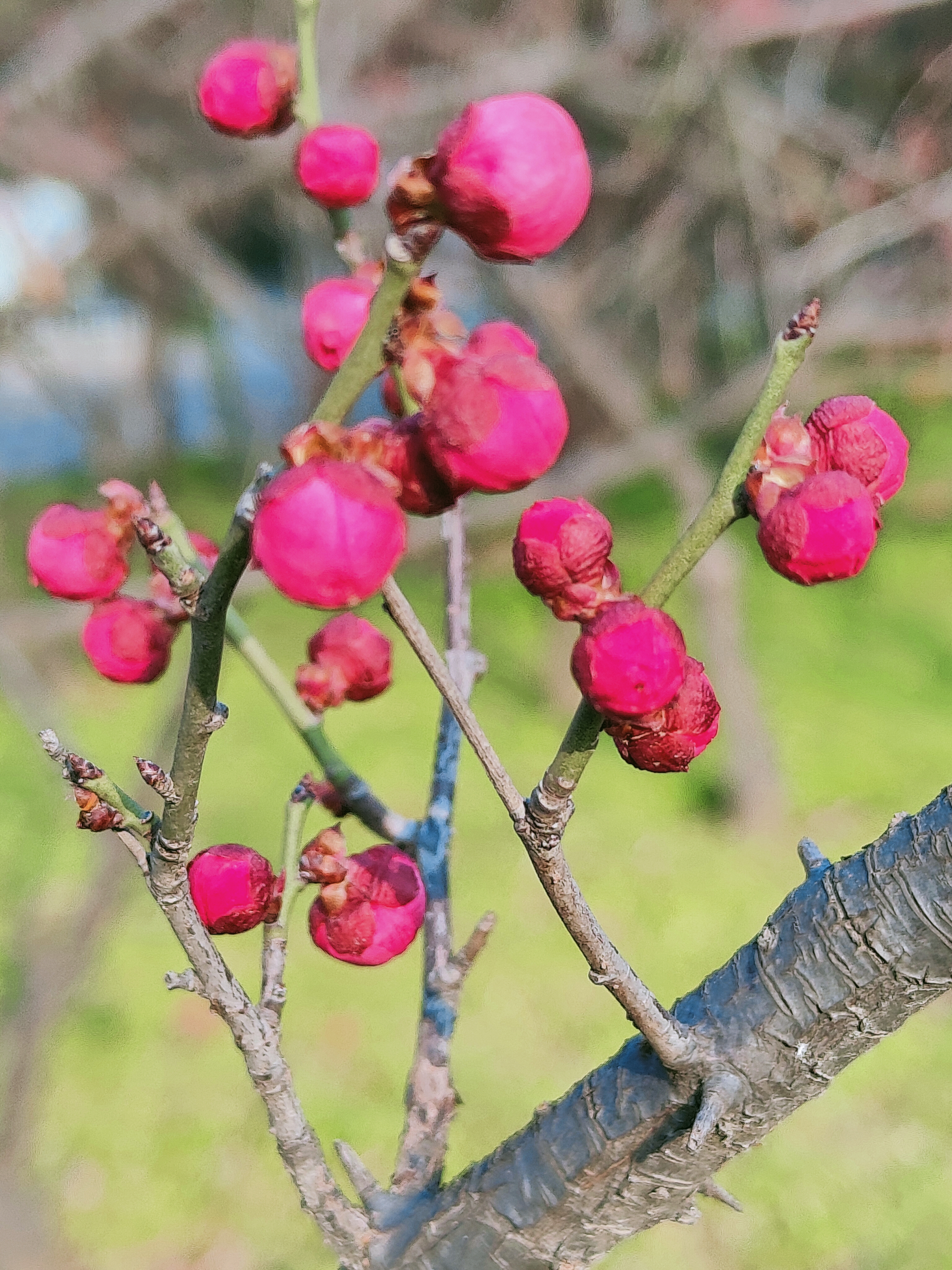 春暖花开5.jpg