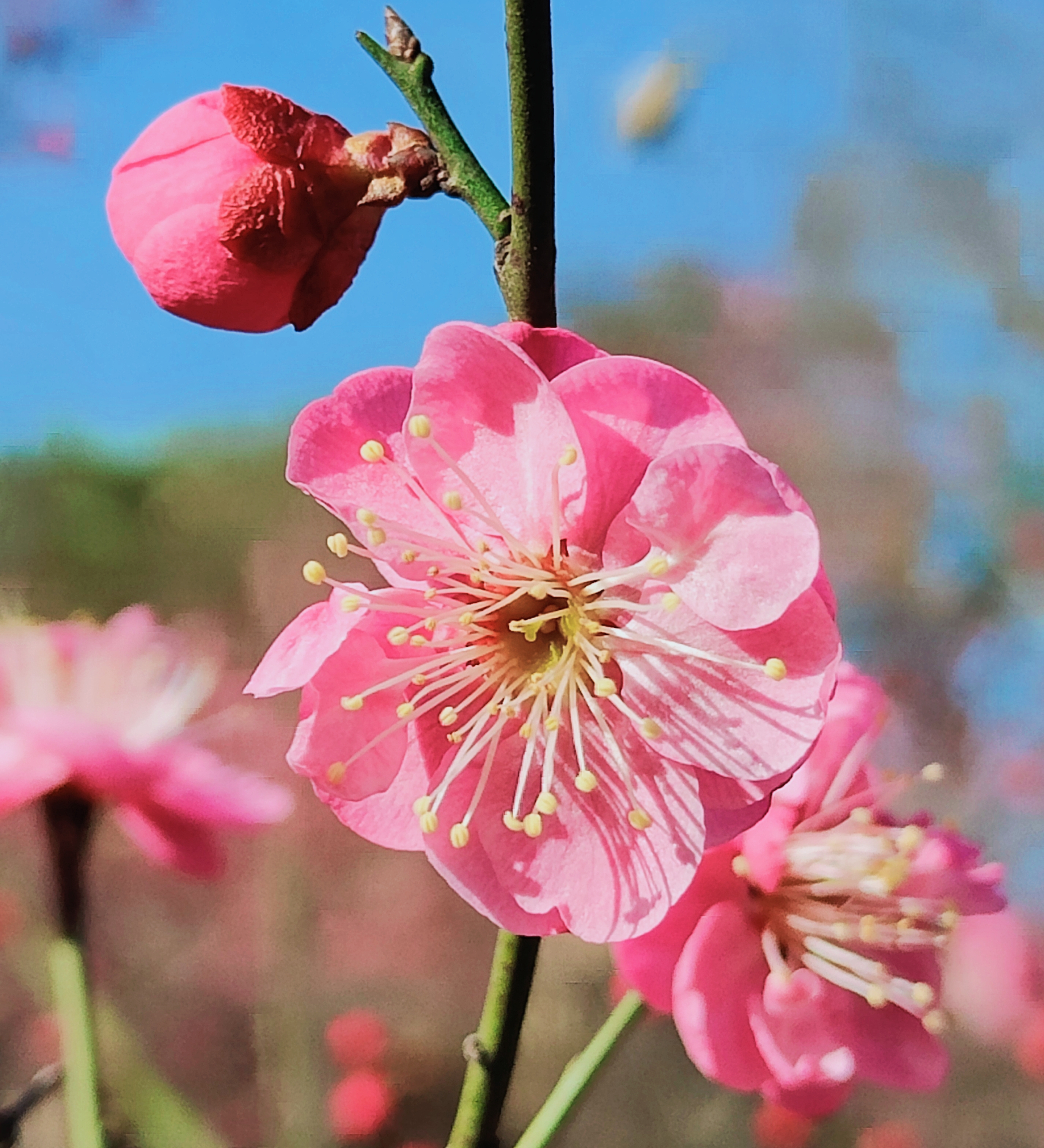 腊梅花开6.jpg