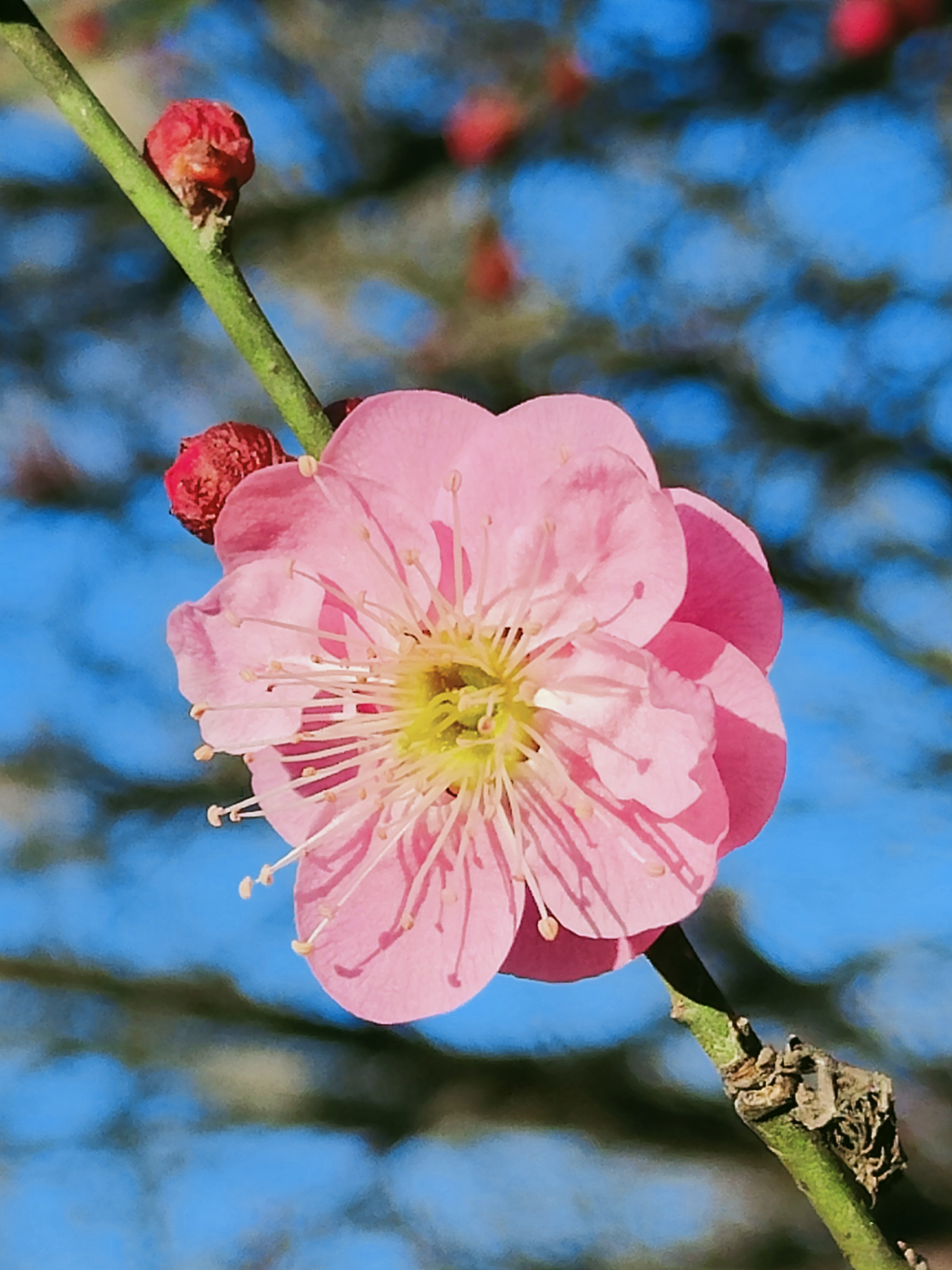 腊梅花开2.jpg