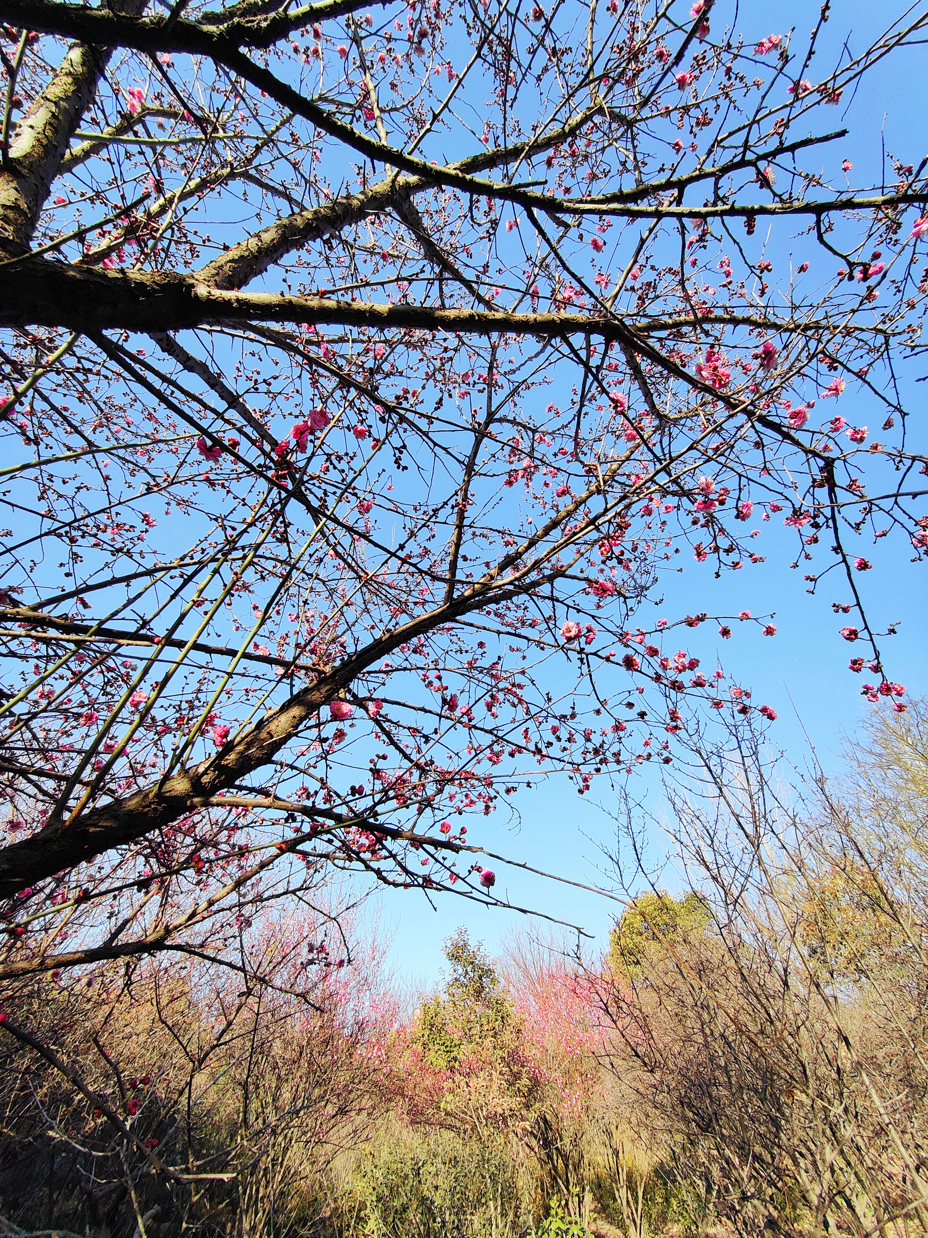 腊梅花开8.jpg