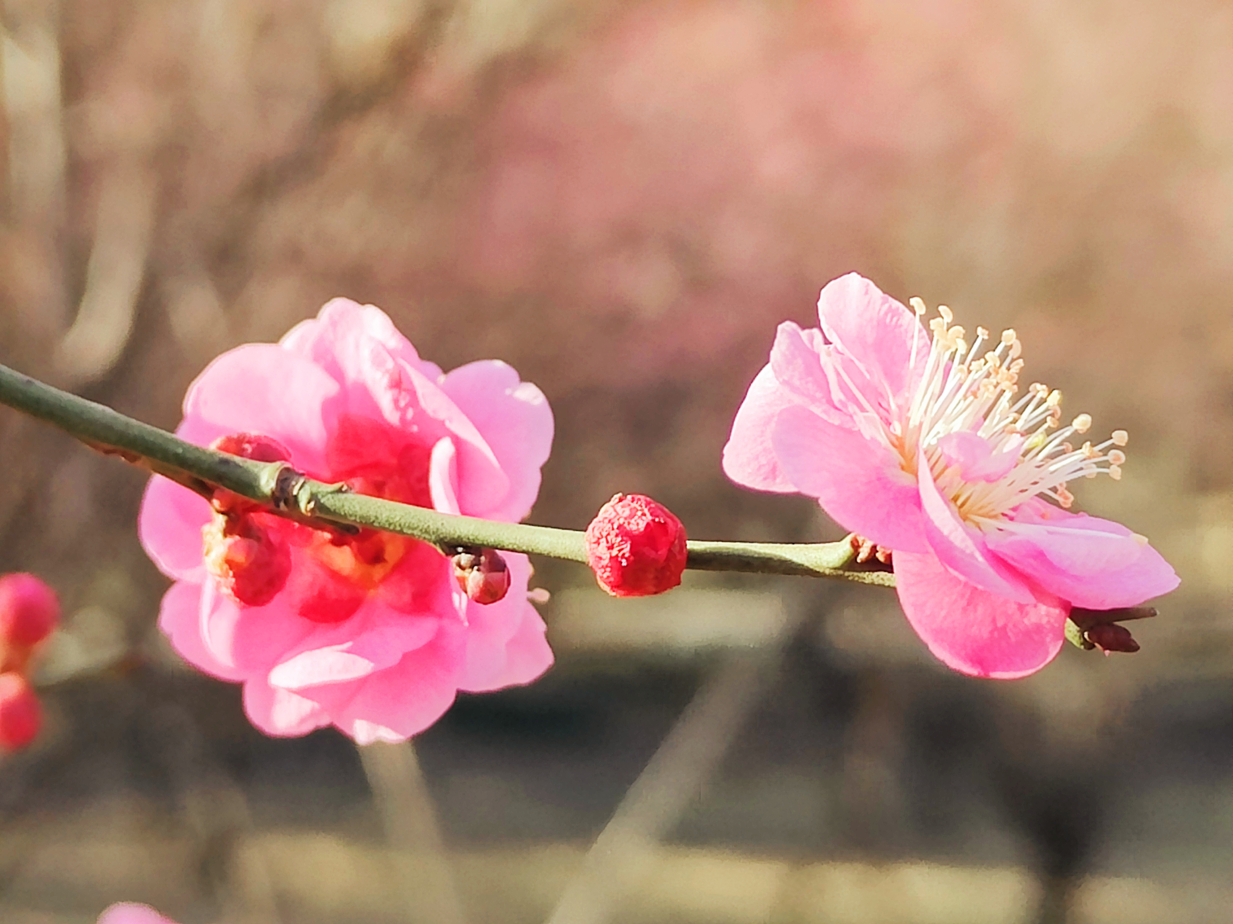 腊梅花开4.jpg