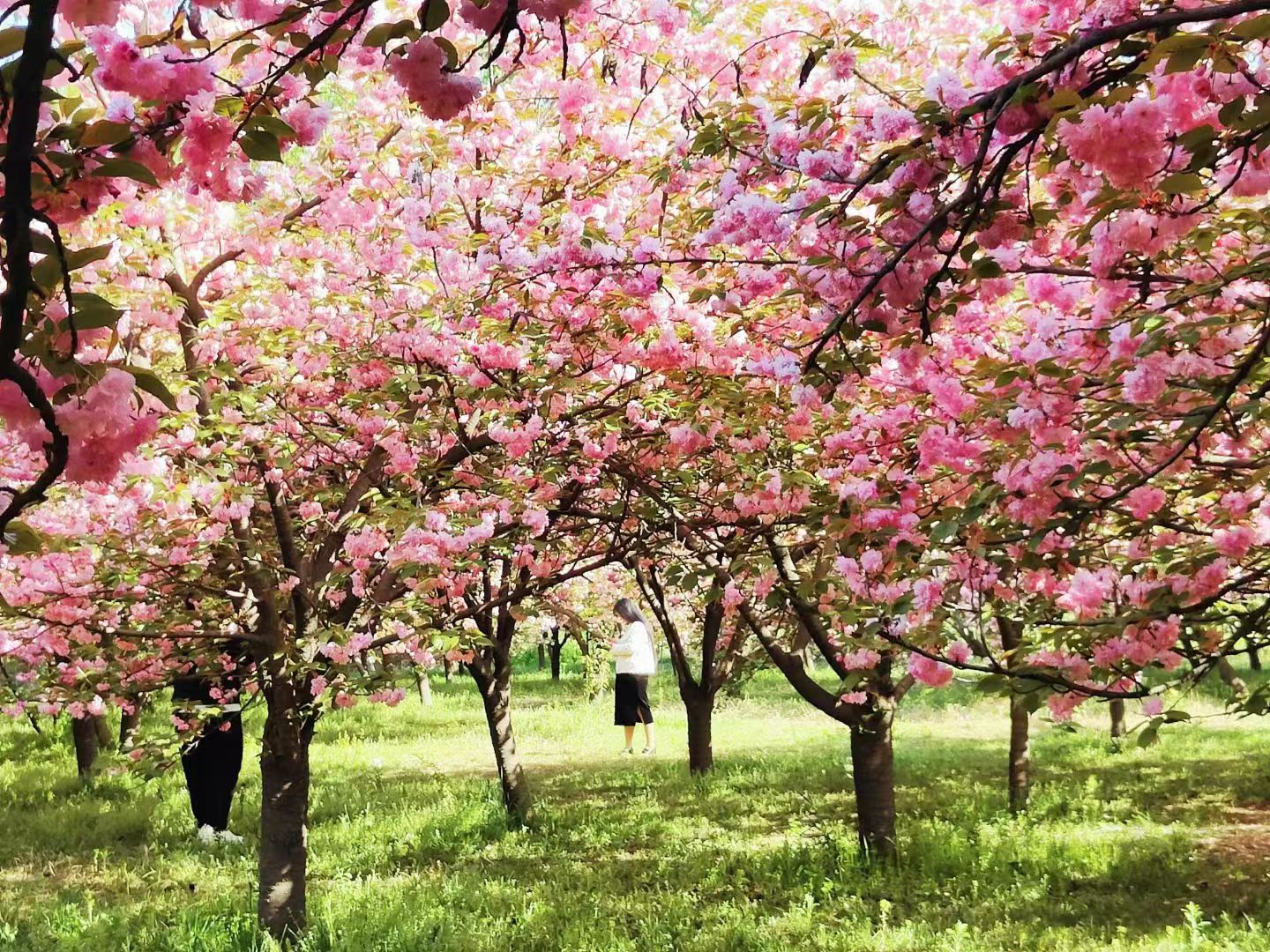 樱花9.jpg