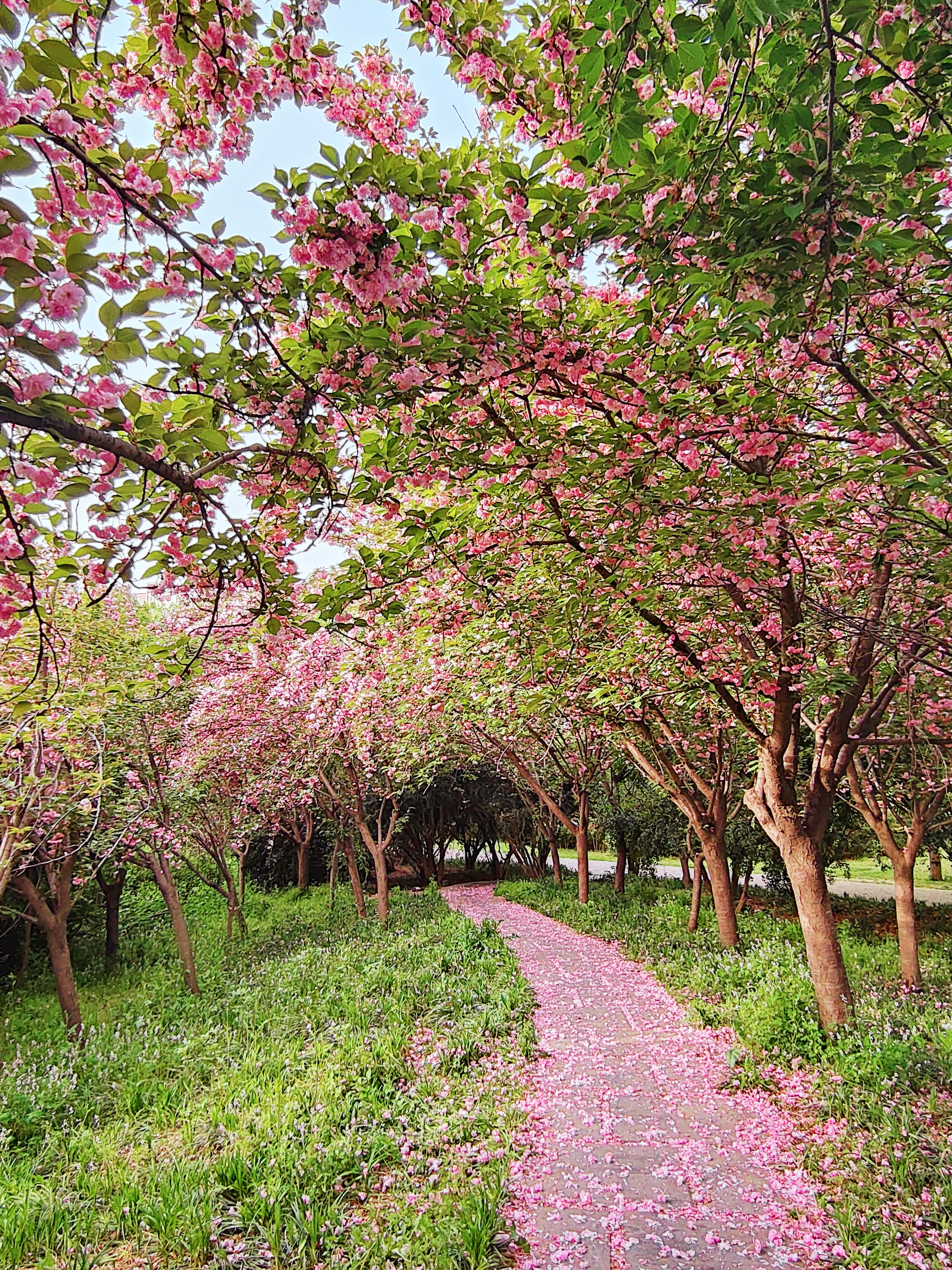 颍河2.jpg