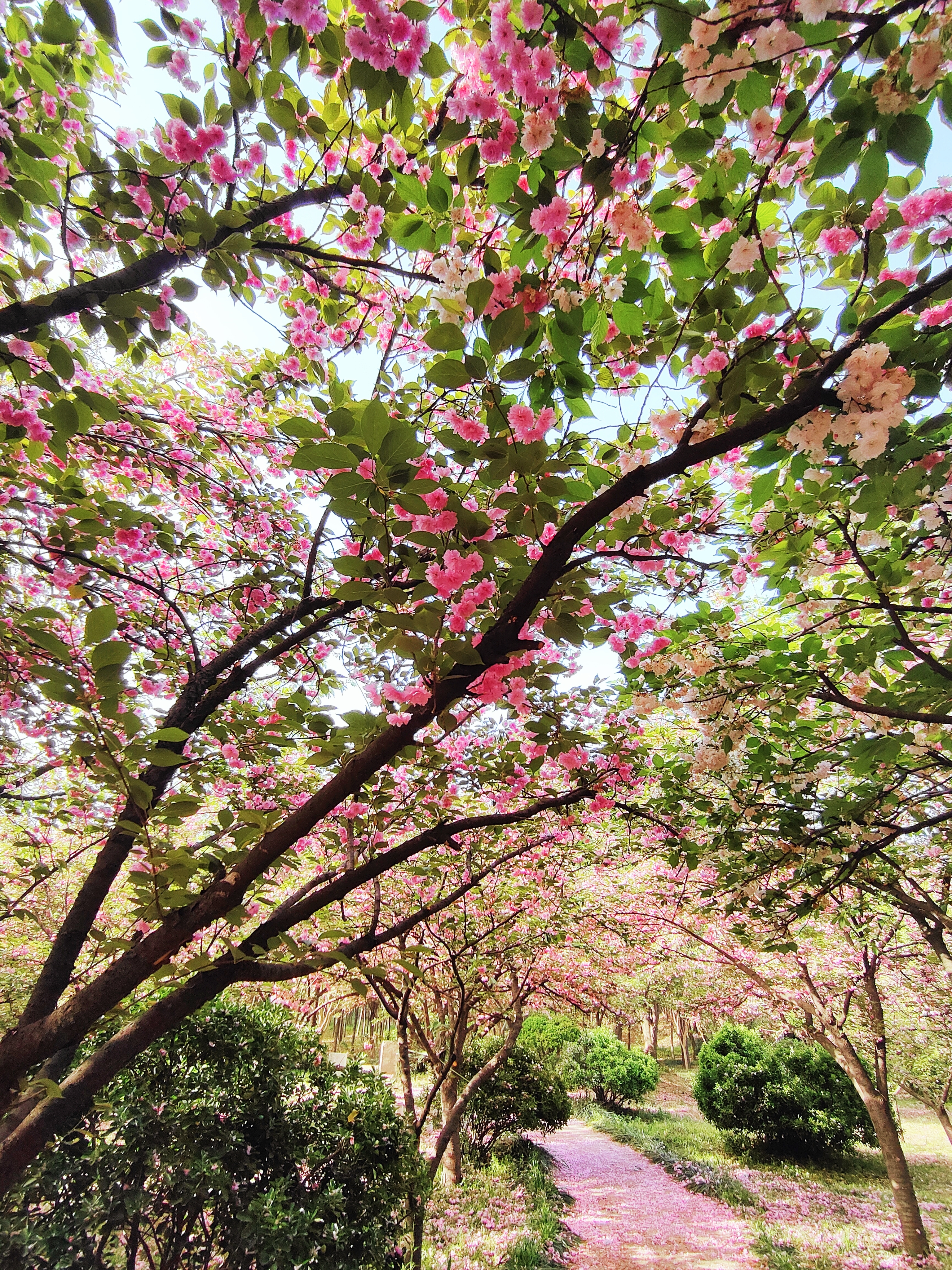 樱花花6.jpg