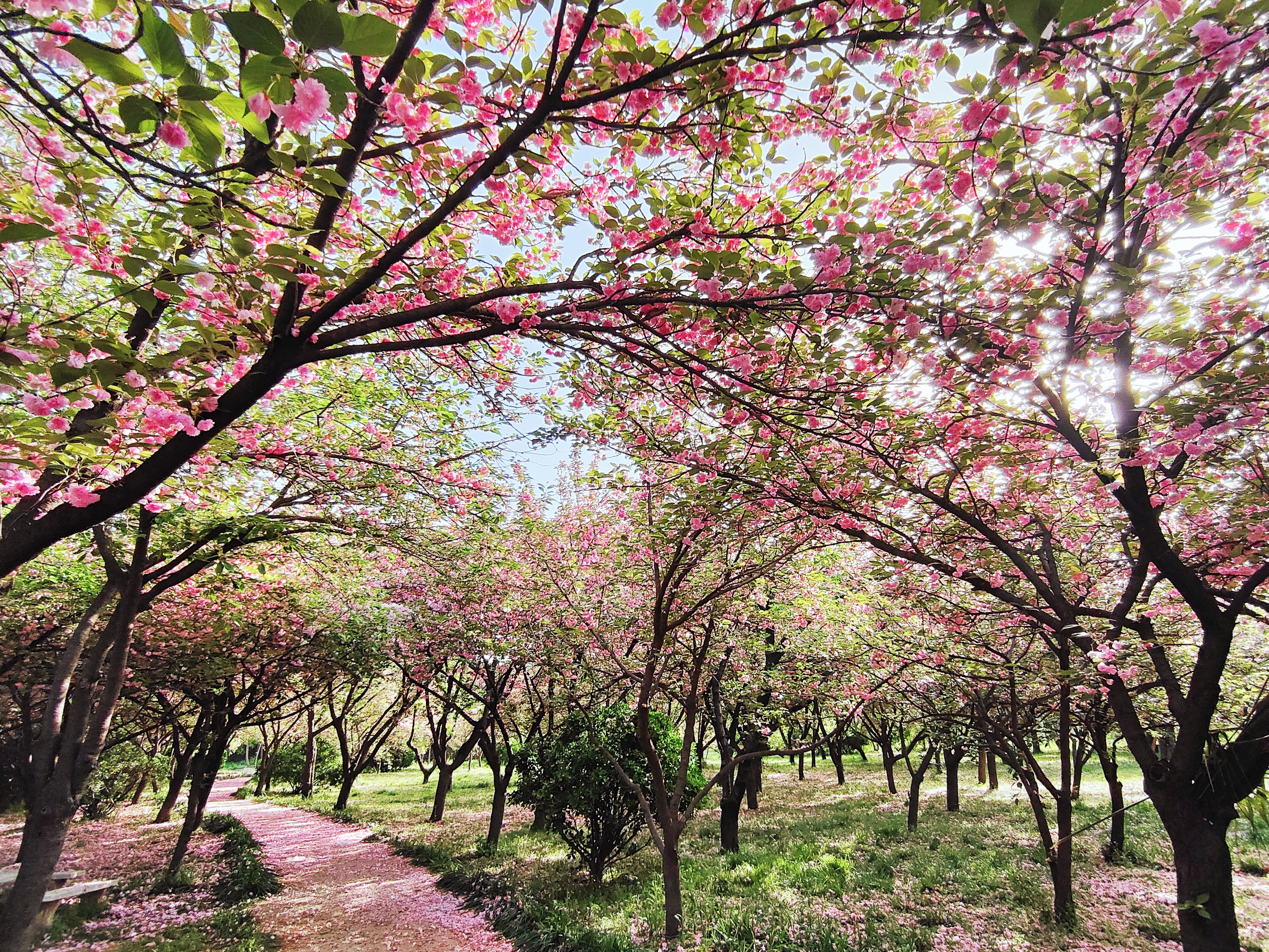 樱花花8.jpg