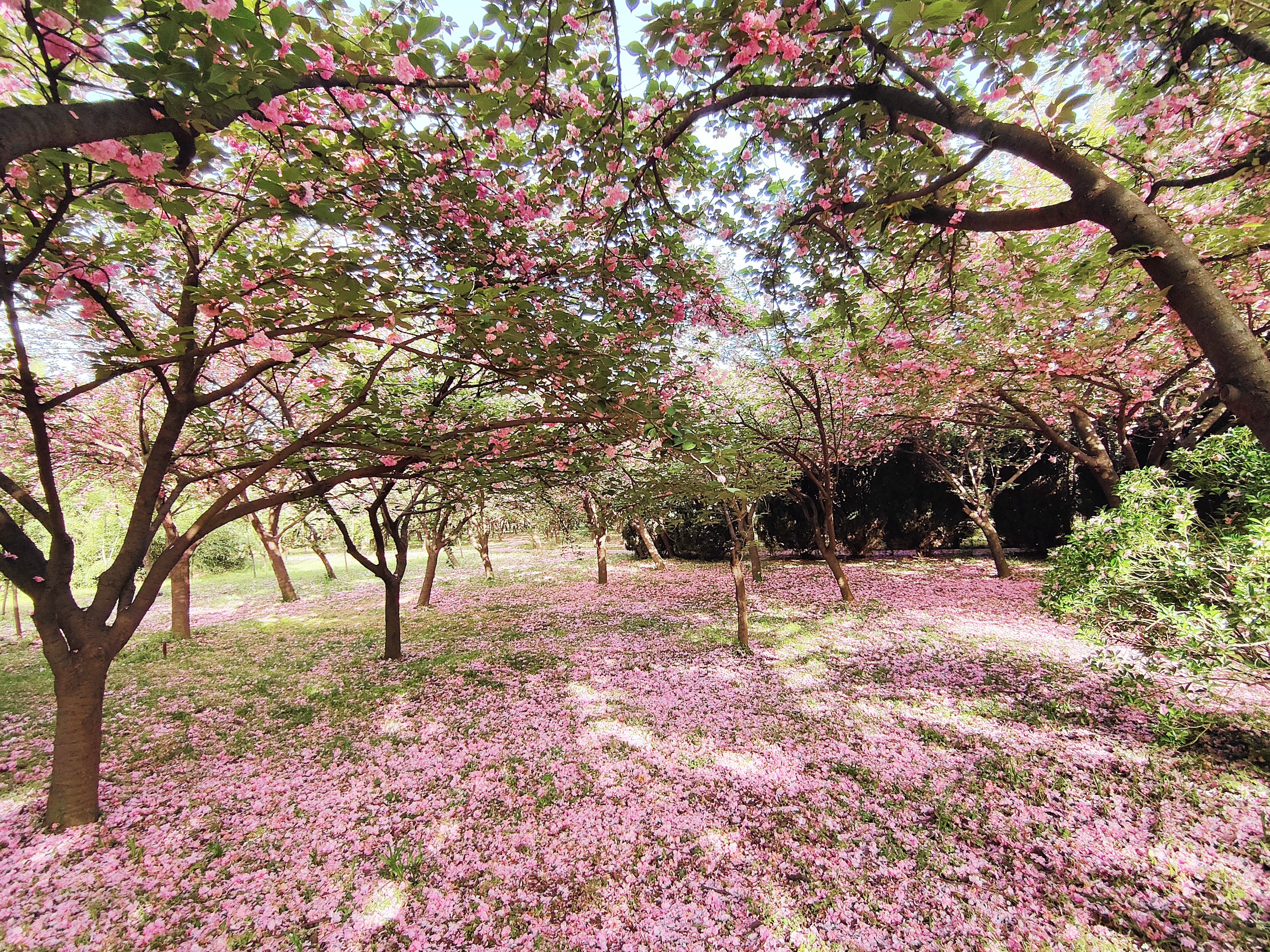 樱花花1.jpg