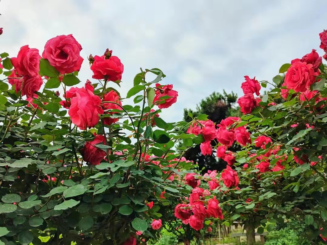 花团锦簇1.jpg