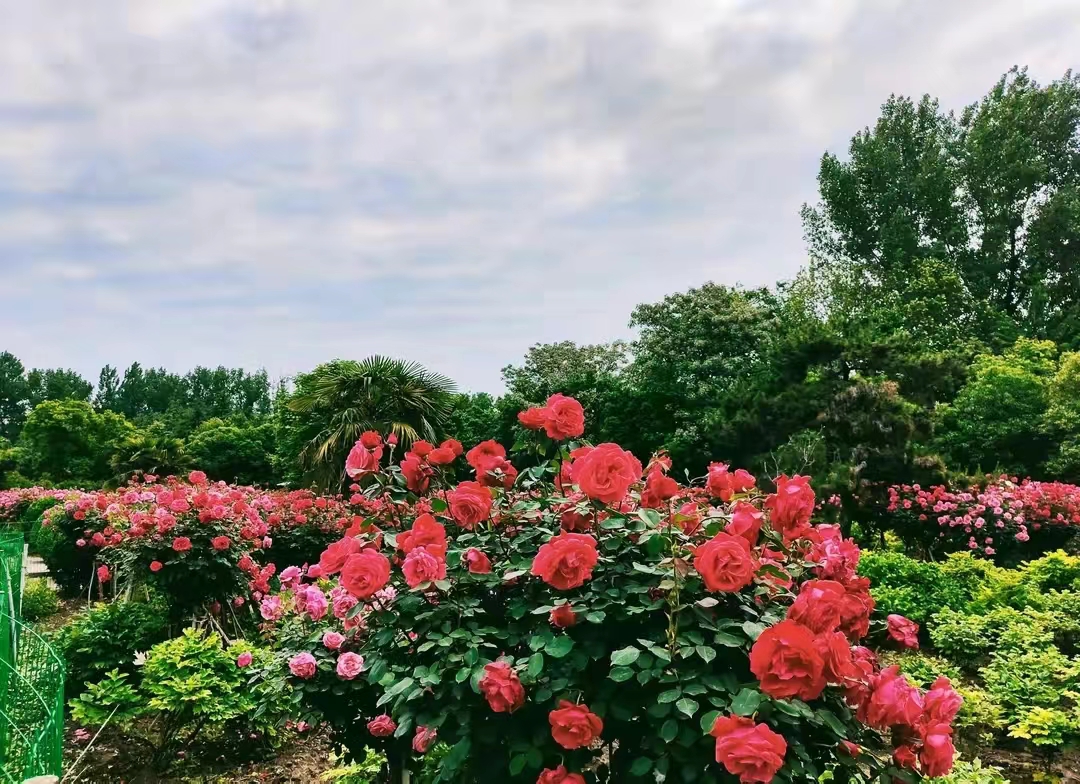 花团锦簇4.jpg