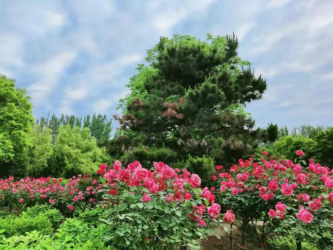 花团锦簇2.jpg