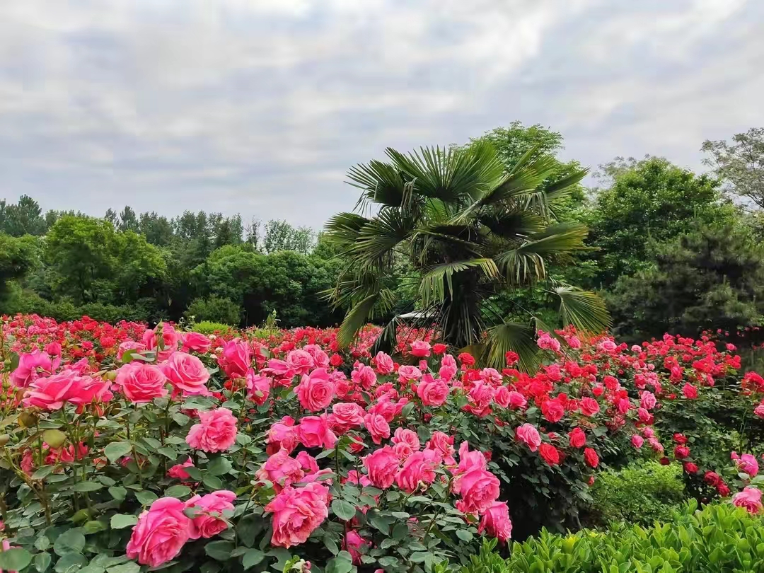 花团锦簇3.jpg