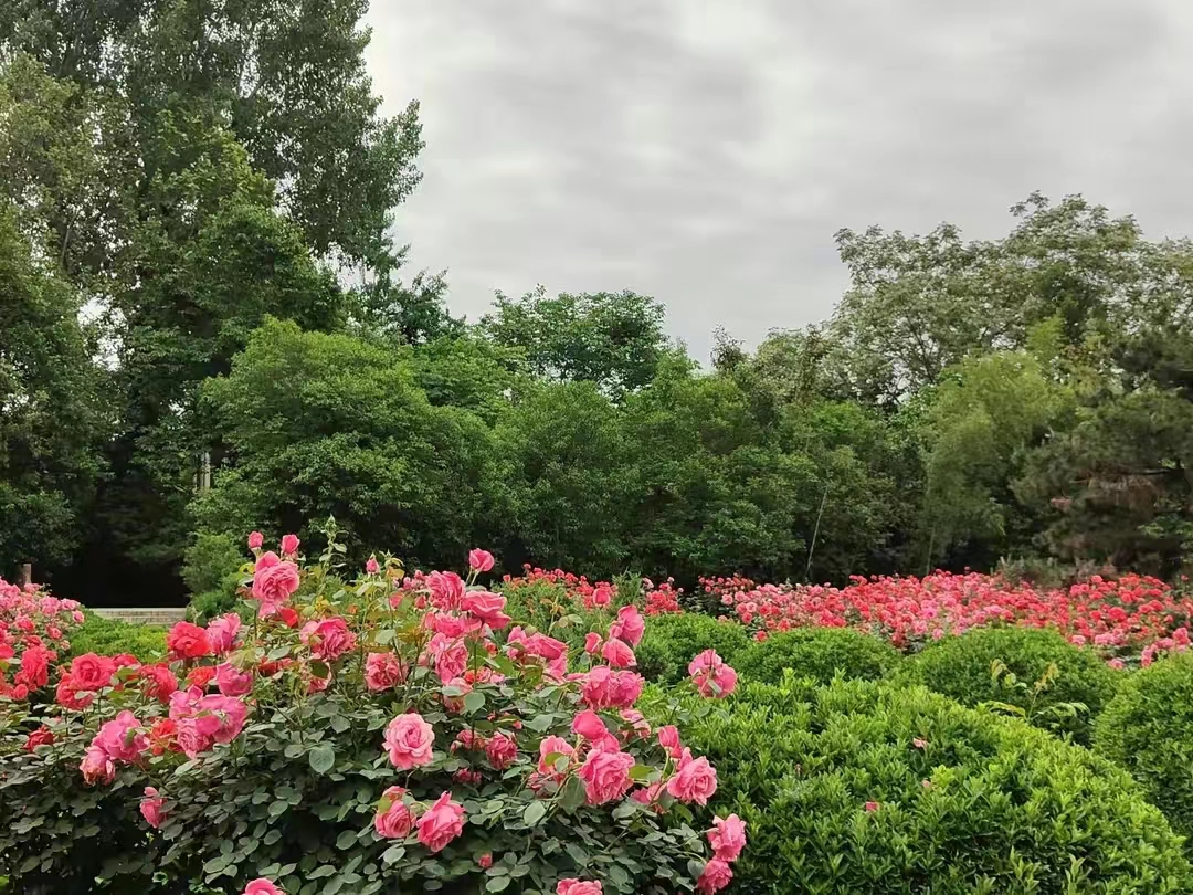 花团锦簇8.jpg