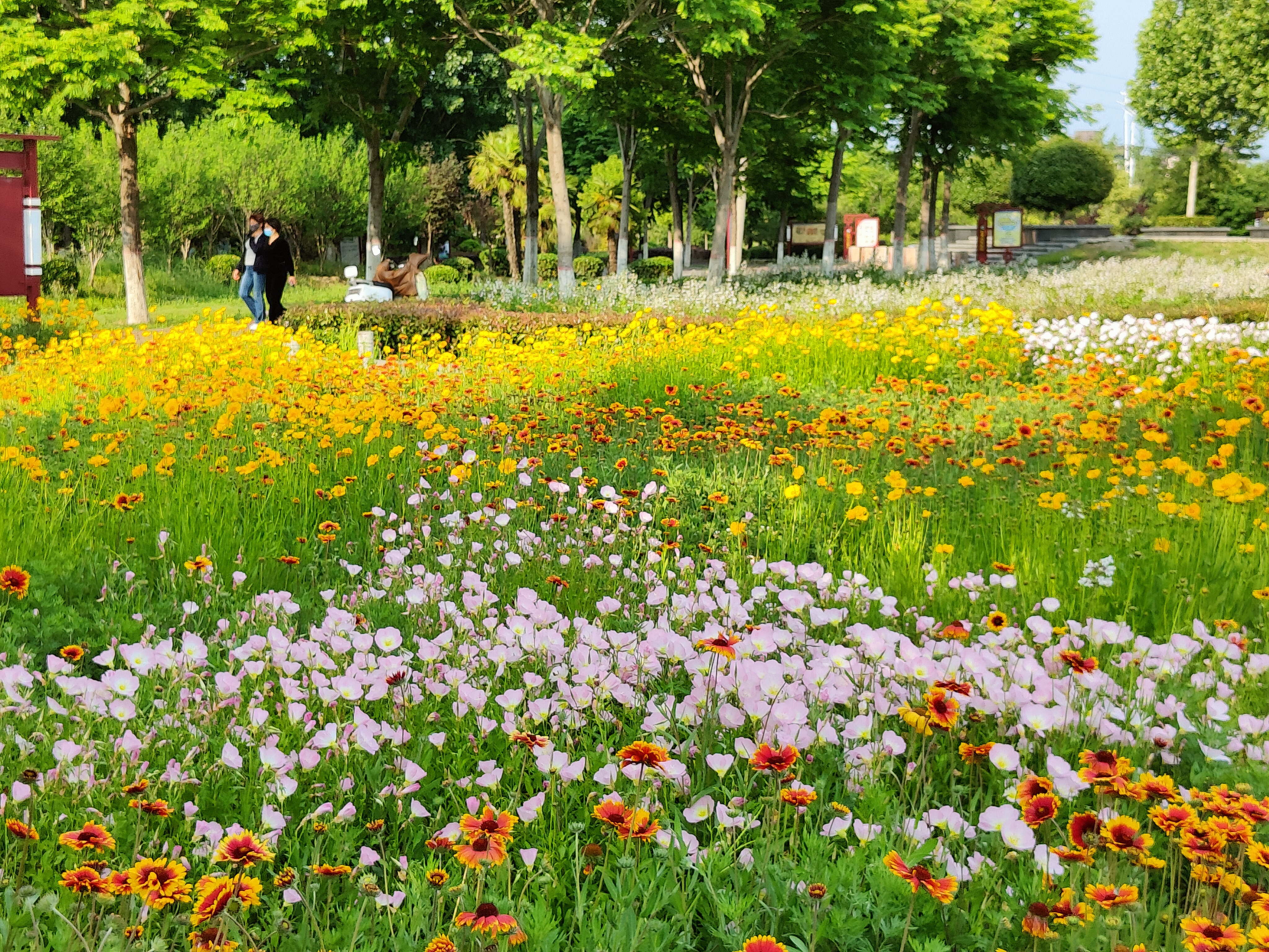 河南禹州繁花似锦夏花烂漫