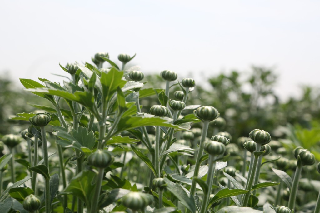 杭白菊植株图片图片