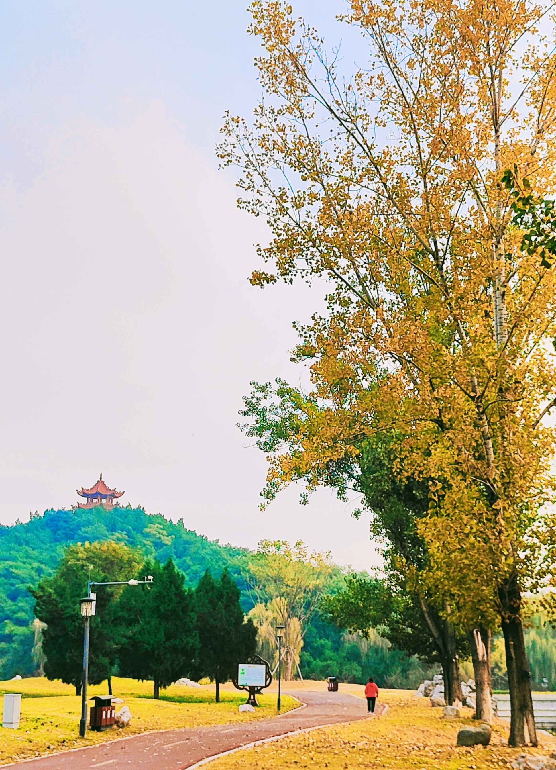 禹州森林植物园图片图片