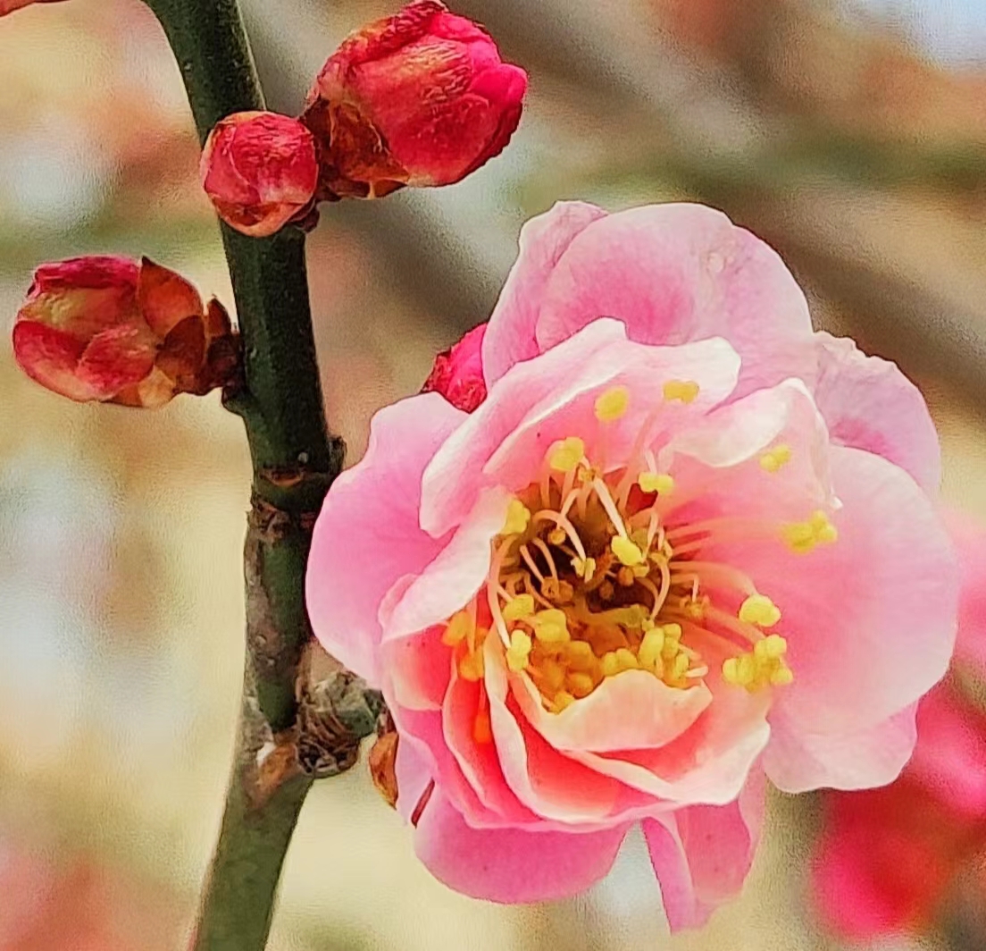 河南禹州飞雪迎春到红梅展笑颜