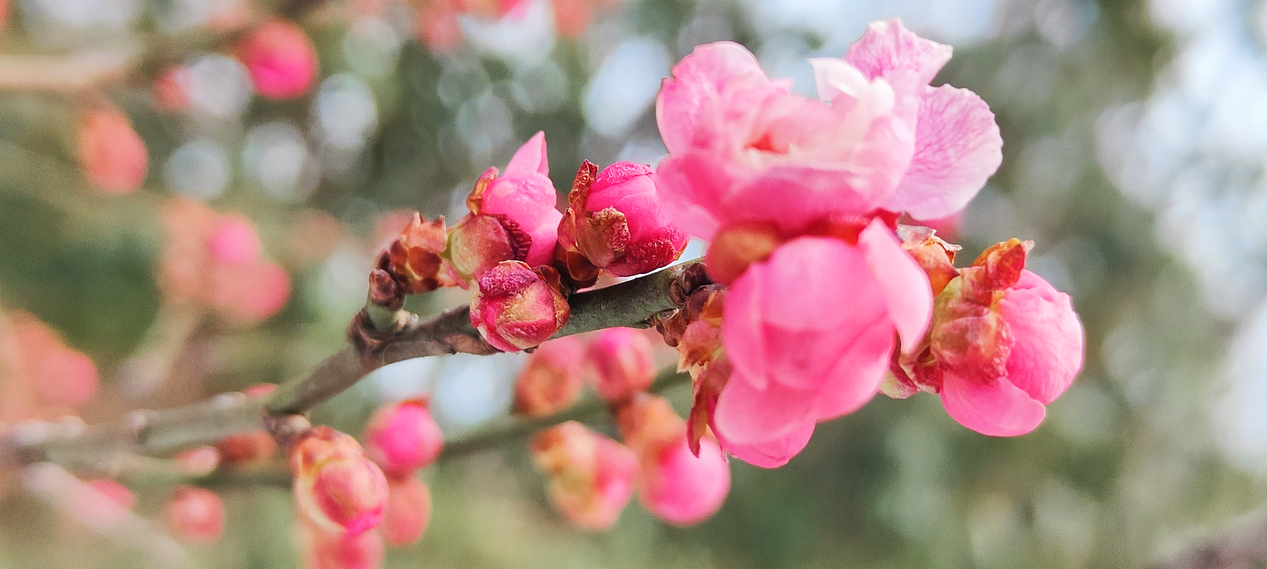 河南禹州飞雪迎春到红梅展笑颜
