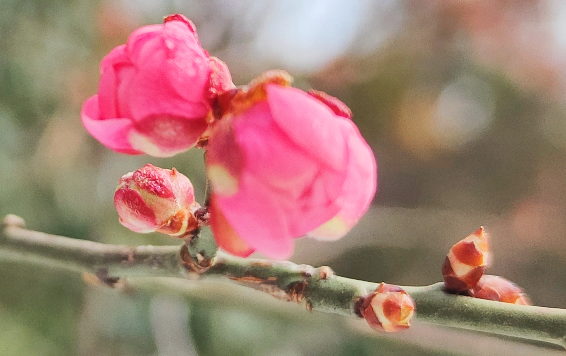 河南禹州飞雪迎春到红梅展笑颜