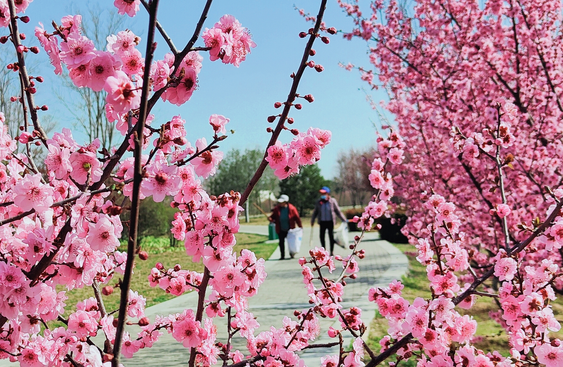 河南禹州:繁花盛开春意浓 风景秀丽登善湖-大象网