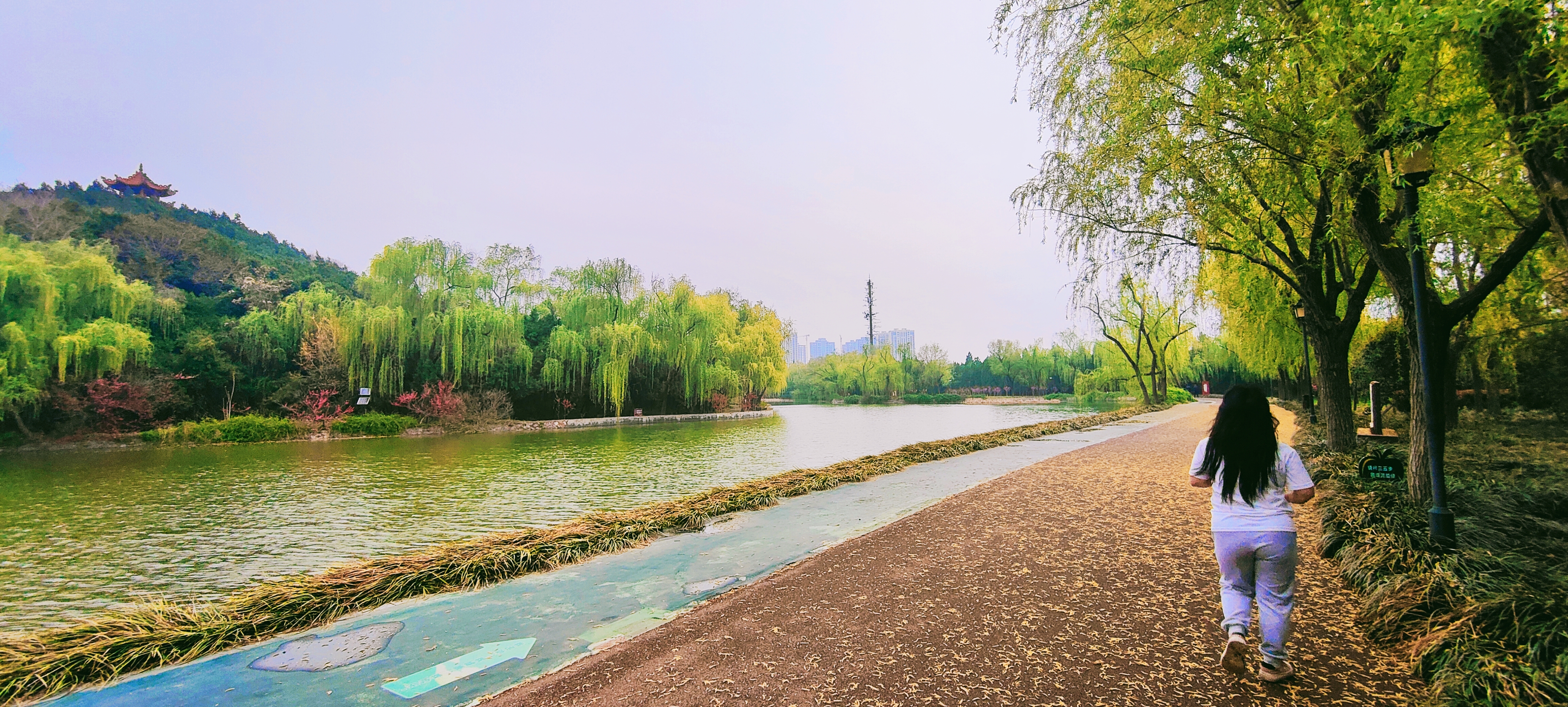 拍摄时间:2024年4月2日拍摄地点:禹州市森林植物园手机随拍:贺景昌