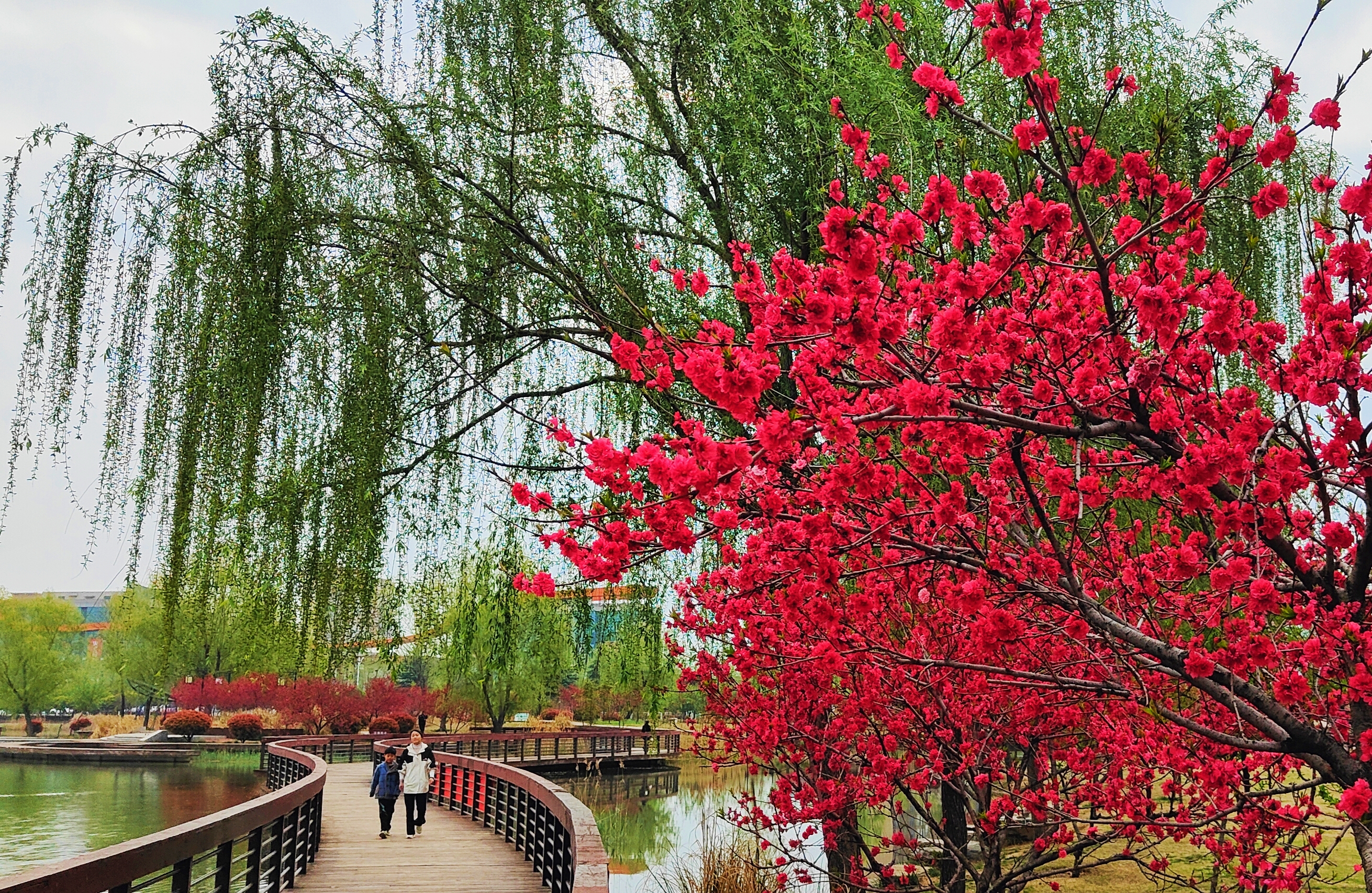 拍摄时间:2024年4月4日拍摄地点:禹州森林植物园通讯员:贺景昌编辑