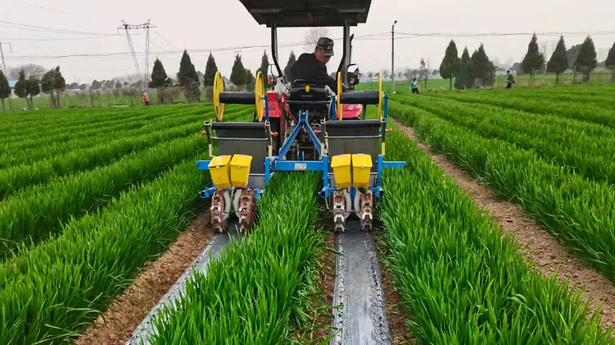 不负春耕好时光 品优辣椒种植忙-大象网
