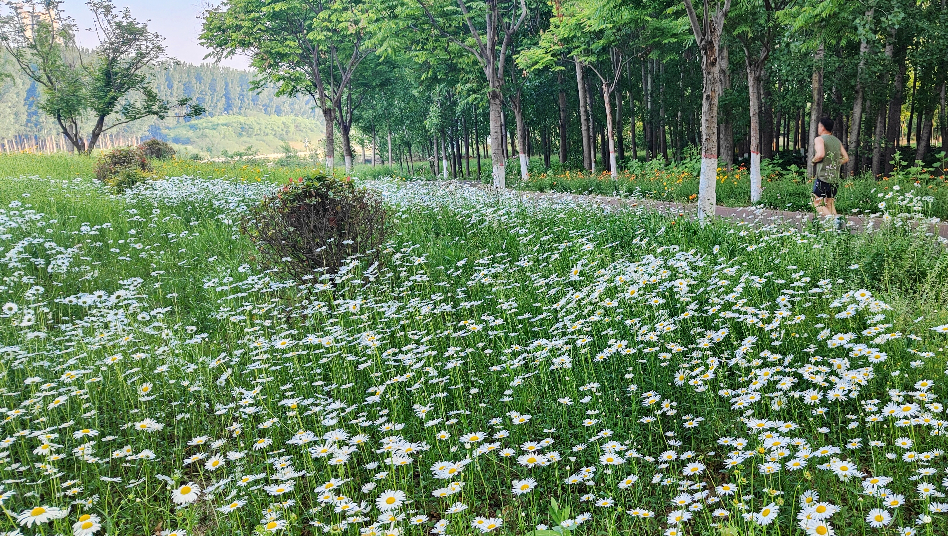 河南禹州 暮春初夏风景美